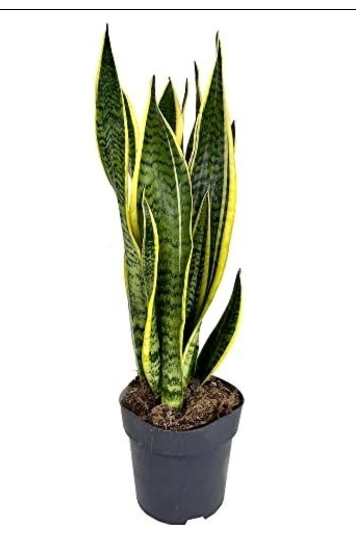 Sarı Çizgili Paşa Kılıcı 70-90 cm