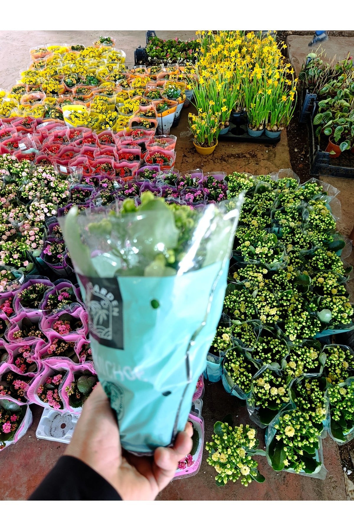 Sarı Kalanchoe Canlı Çiçek - Dayanıklı Ev Bitkisi