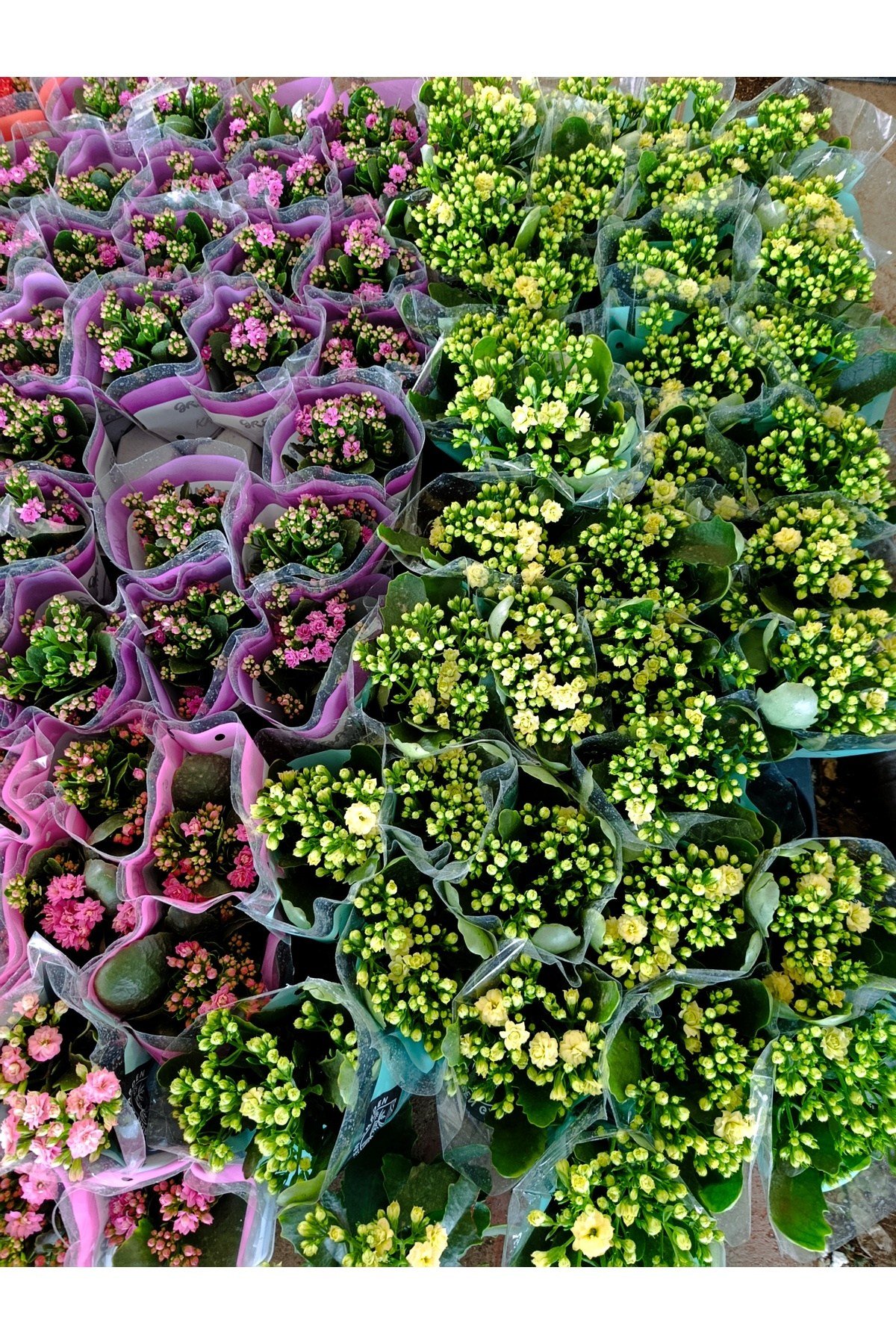 Sarı Kalanchoe Canlı Çiçek - Dayanıklı Ev Bitkisi
