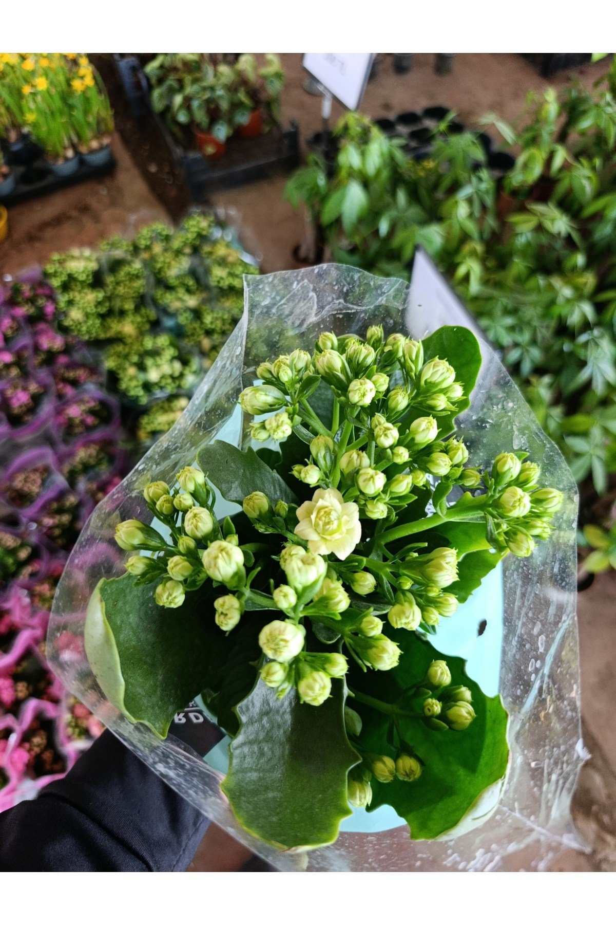 Sarı Kalanchoe Canlı Çiçek - Dayanıklı Ev Bitkisi
