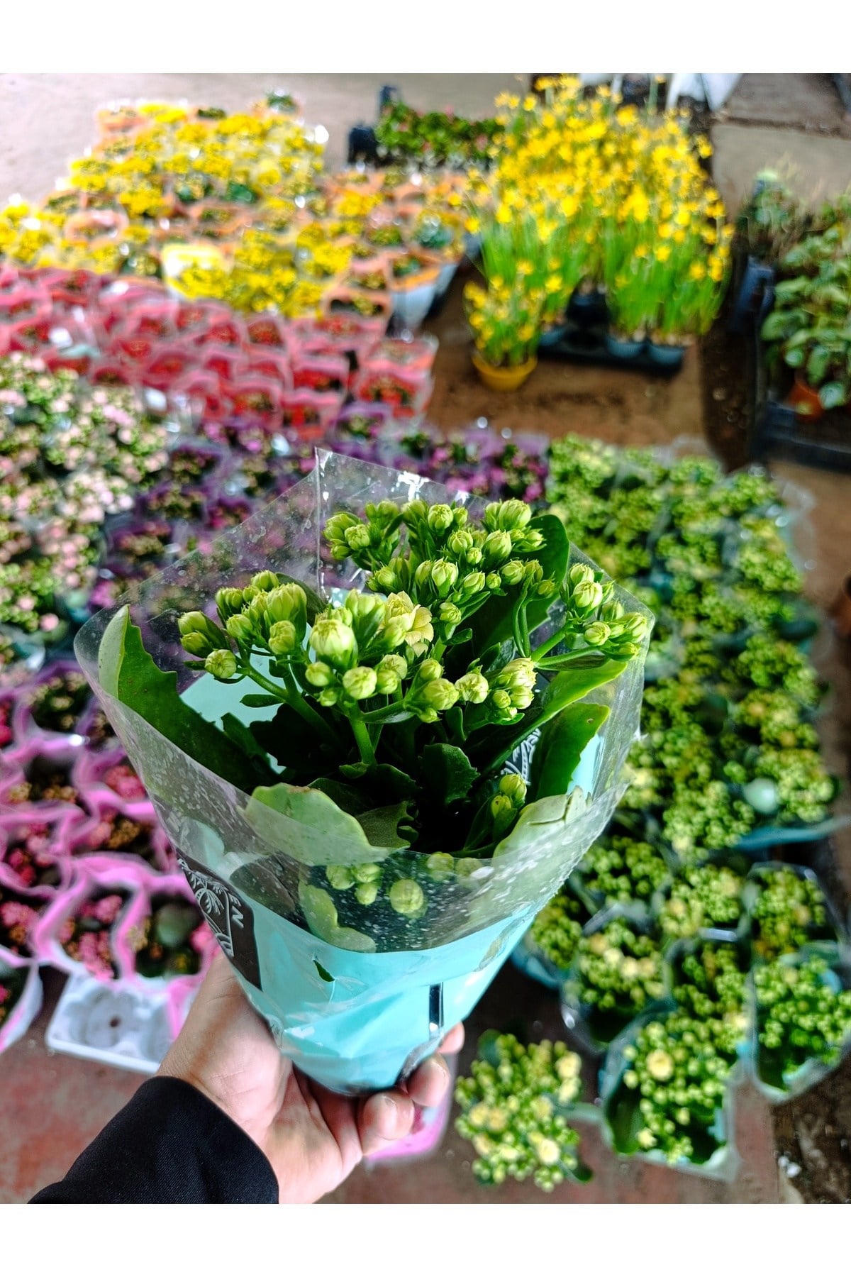 Sarı Kalanchoe Canlı Çiçek - Dayanıklı Ev Bitkisi