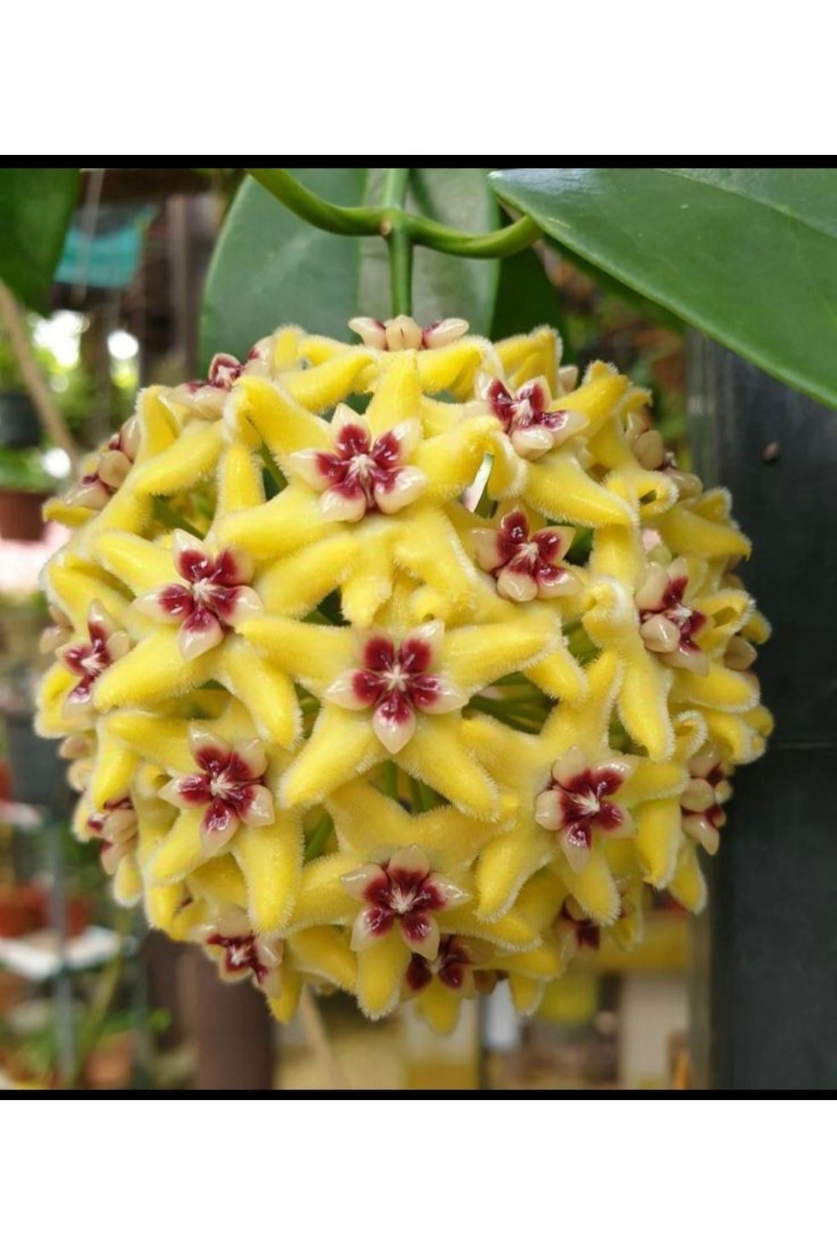 Sarı Mor Mum Çiçeği Fidanı 10-20 cm