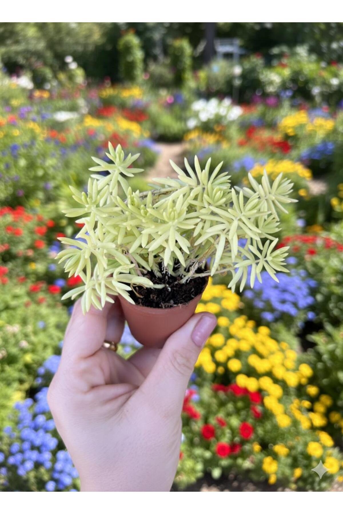 Sarı Sedum Çiçeği 5.5 Saksı da