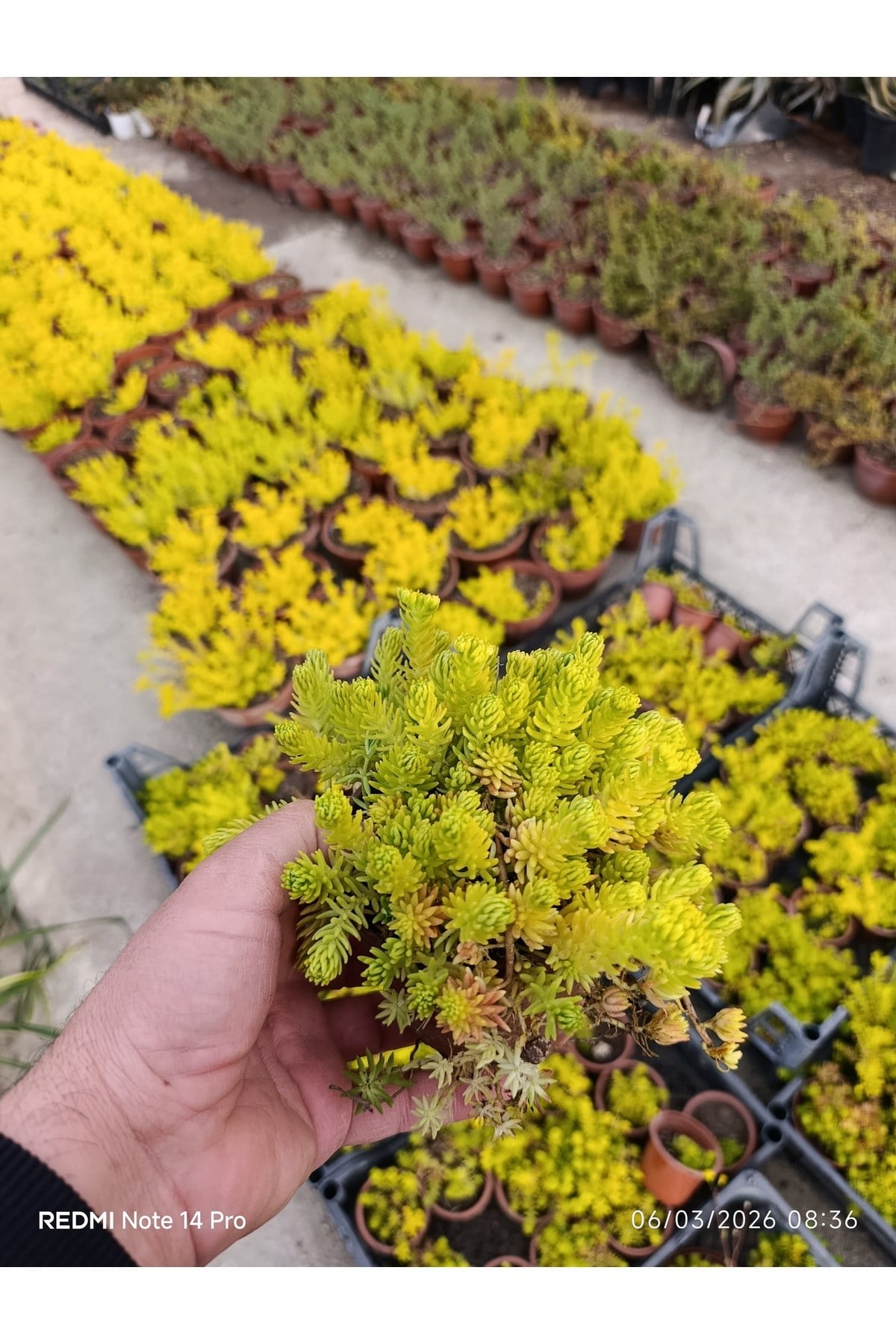Sarı Sedum Lemon Ball - 10,5'lik Saksıda Canlı Sukulent - Neon Sarı Yayılıcı Bahçe Balkon Bitkisi