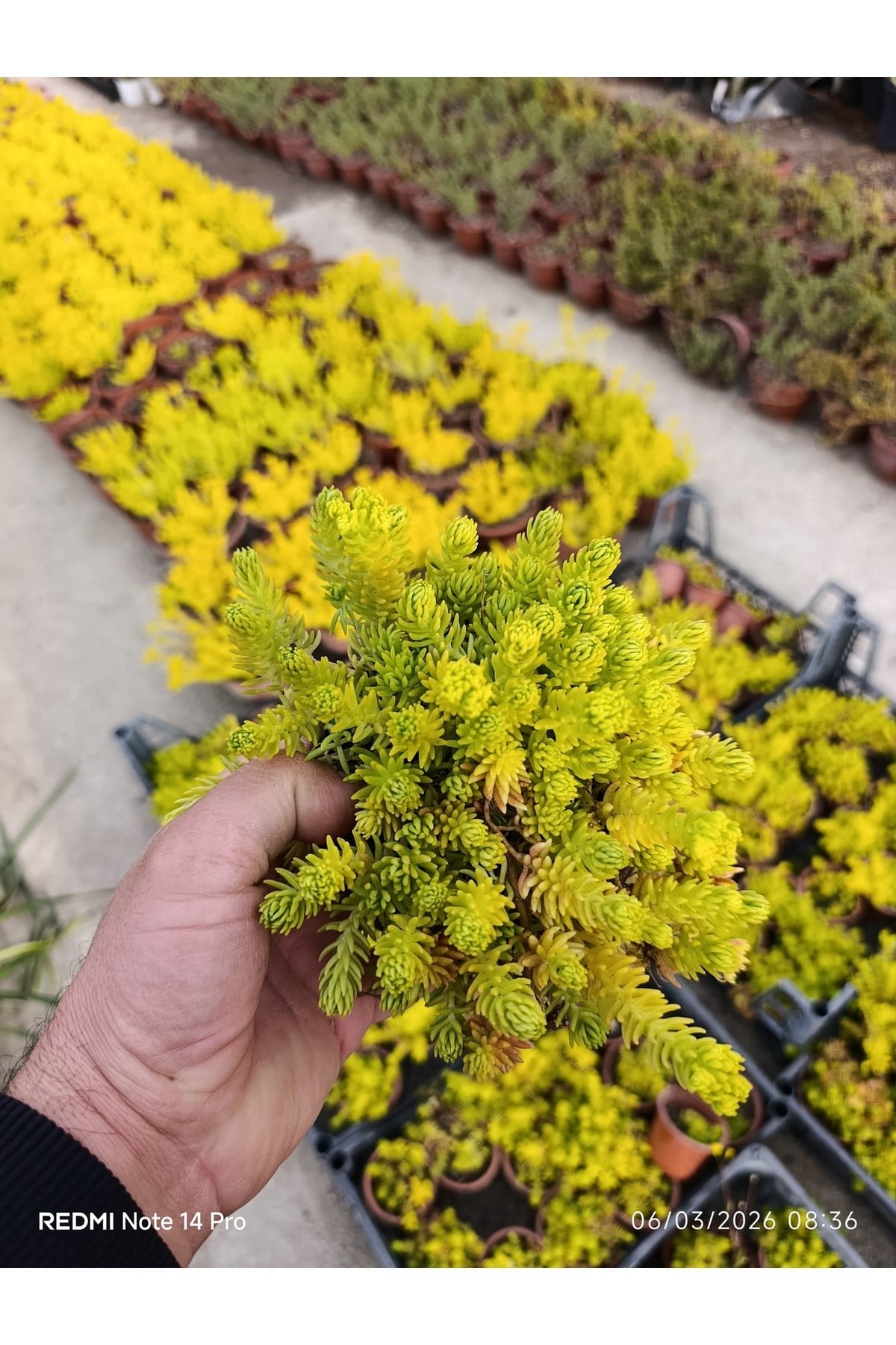 Sarı Sedum Lemon Ball - 10,5'lik Saksıda Canlı Sukulent - Neon Sarı Yayılıcı Bahçe Balkon Bitkisi