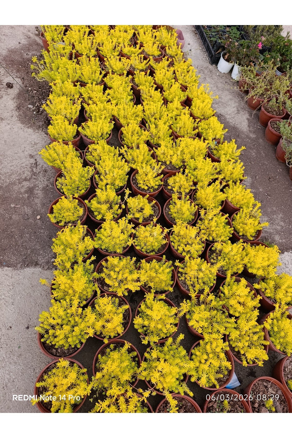 Sarı Sedum Lemon Ball - Neon Sarı Canlı Sukulent - Yayılıcı ve Dayanıklı Bahçe Balkon Bitkisi