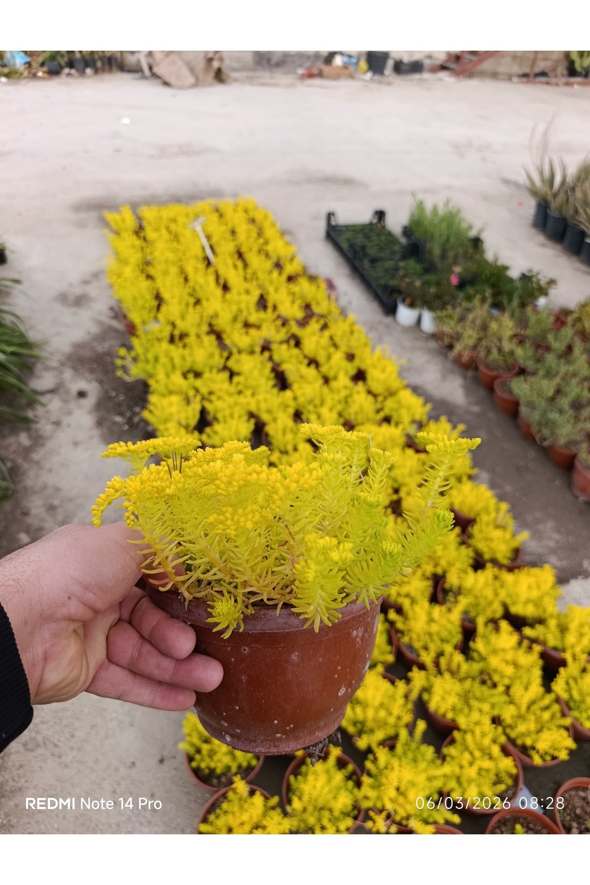 Sarı Sedum Lemon Ball - Neon Sarı Canlı Sukulent - Yayılıcı ve Dayanıklı Bahçe Balkon Bitkisi