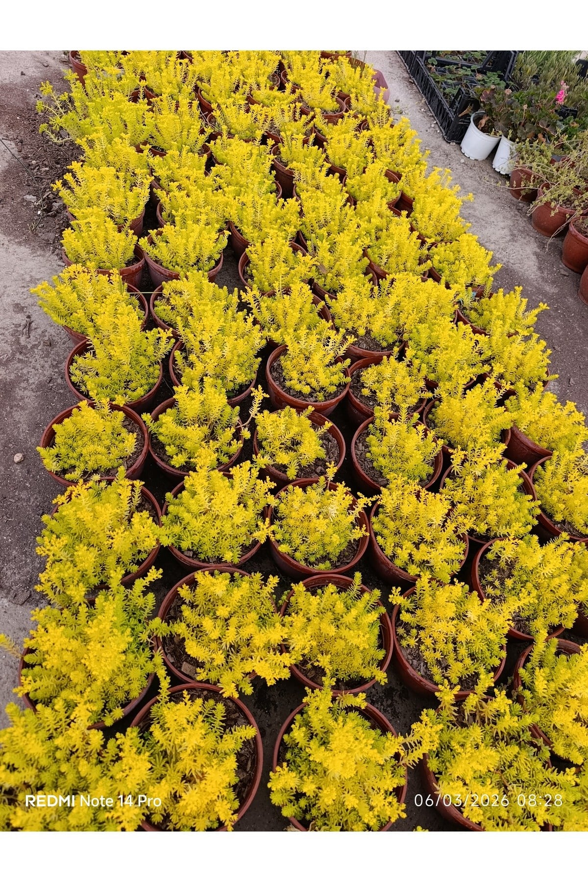 Sarı Sedum Lemon Ball - Neon Sarı Canlı Sukulent - Yayılıcı ve Dayanıklı Bahçe Balkon Bitkisi
