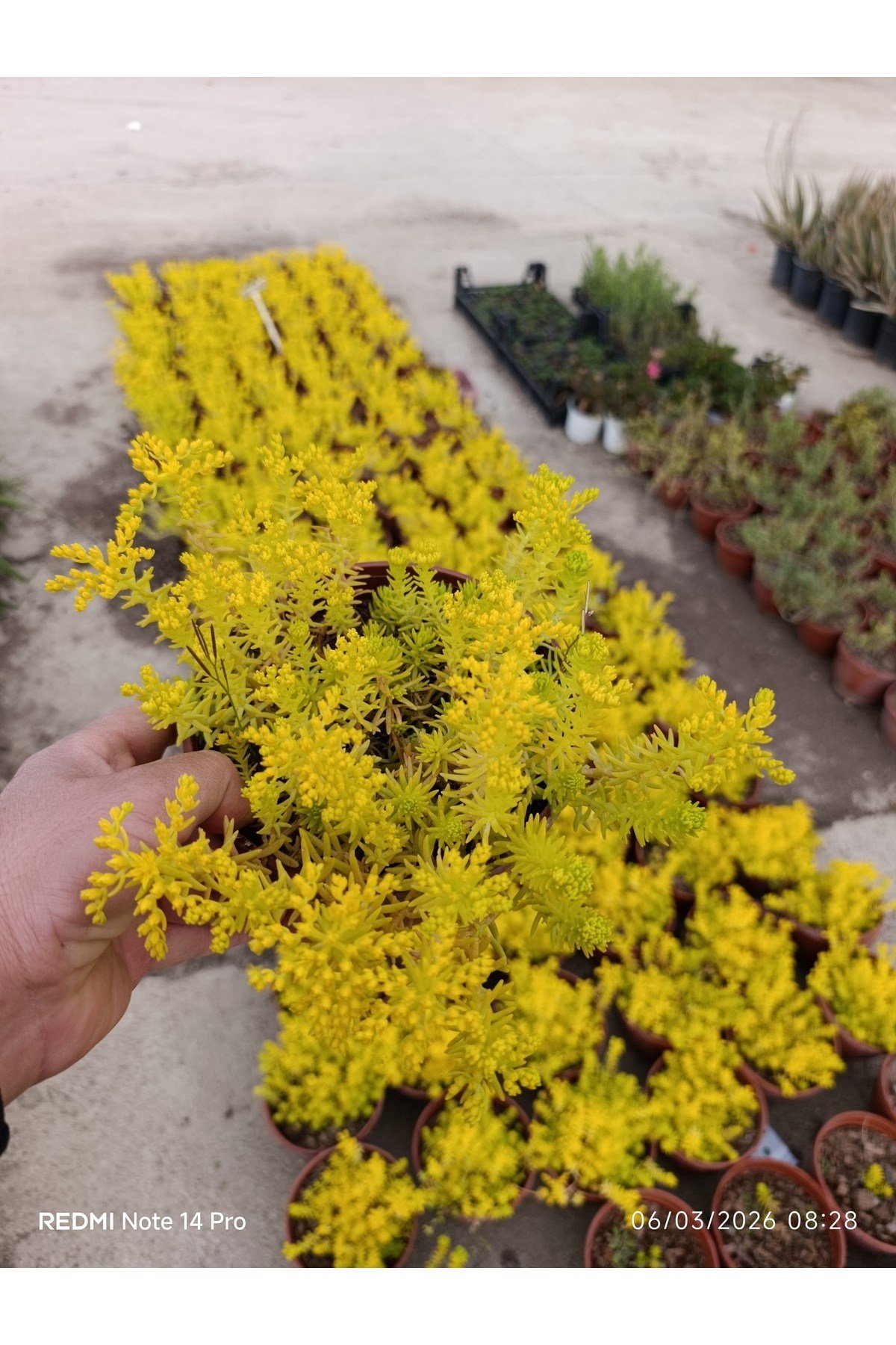 Sarı Sedum Lemon Ball - Neon Sarı Canlı Sukulent - Yayılıcı ve Dayanıklı Bahçe Balkon Bitkisi