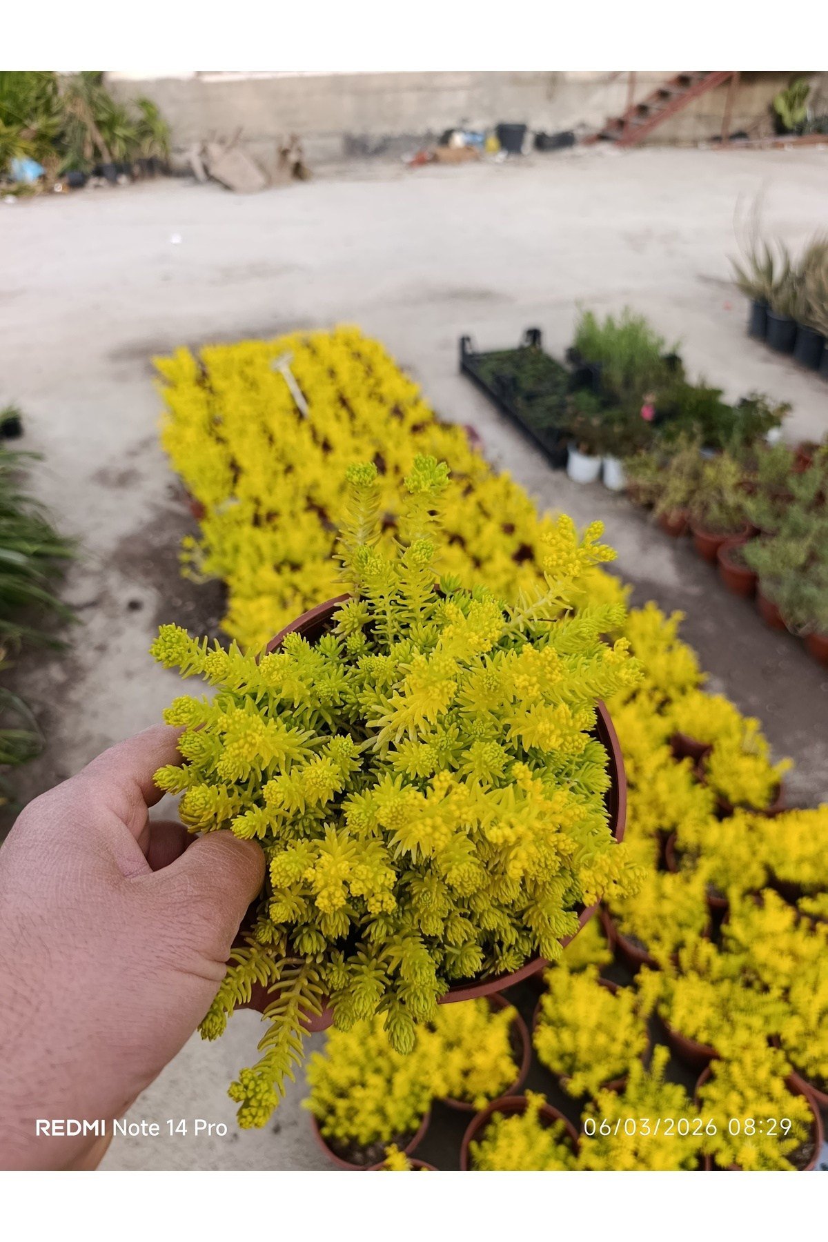 Sarı Sedum Lemon Ball - Neon Sarı Canlı Sukulent - Yayılıcı ve Dayanıklı Bahçe Balkon Bitkisi