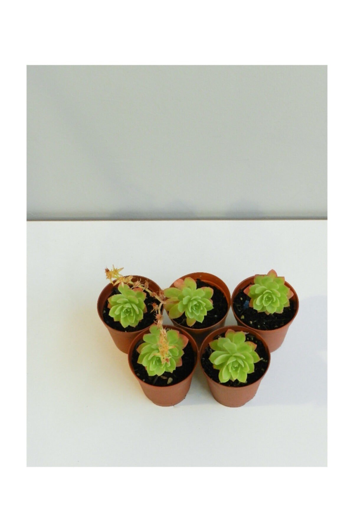 Sedum Palmeri Sarı Çiçekli Sukulent 5'li Paket