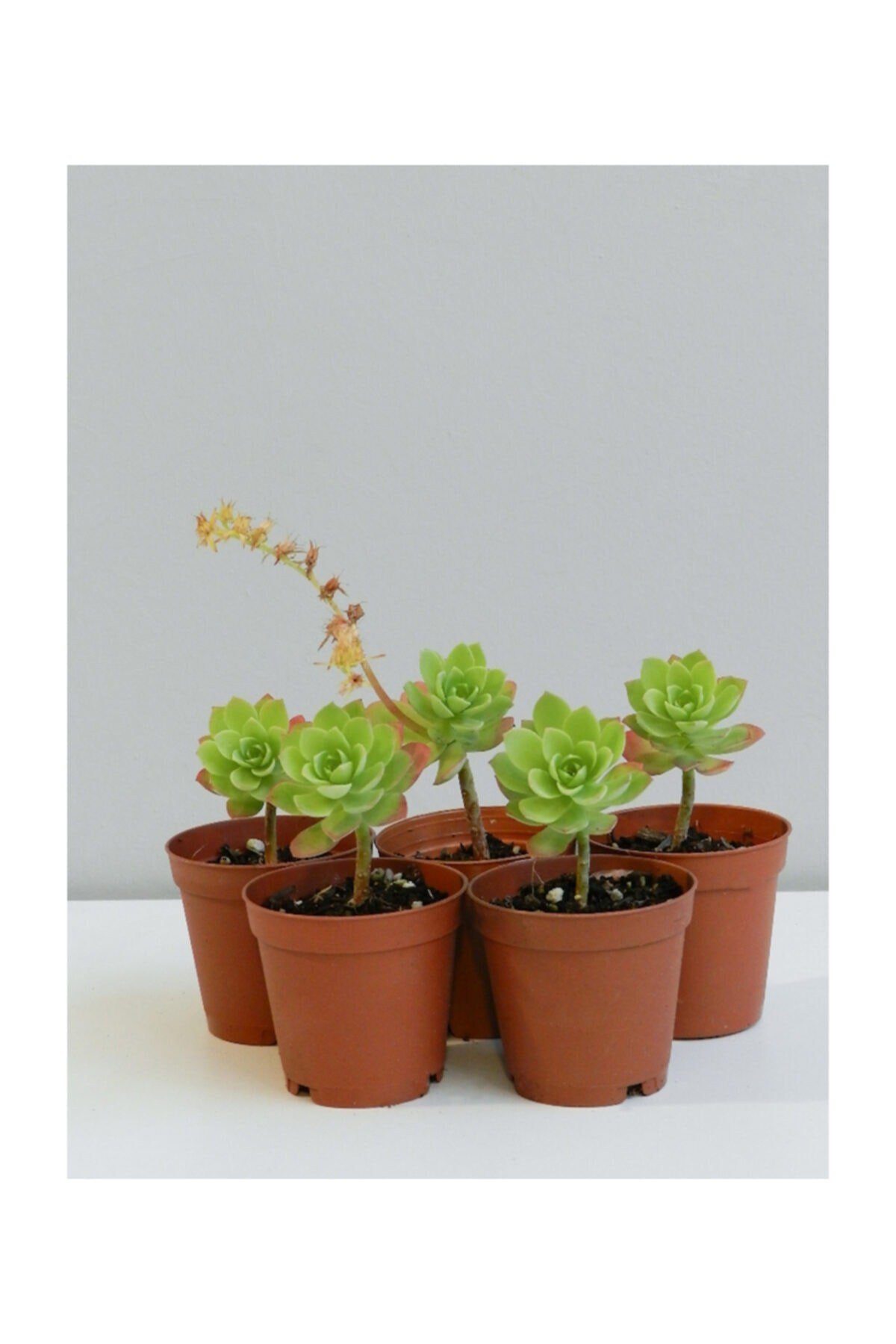 Sedum Palmeri Sarı Çiçekli Sukulent 5'li Paket