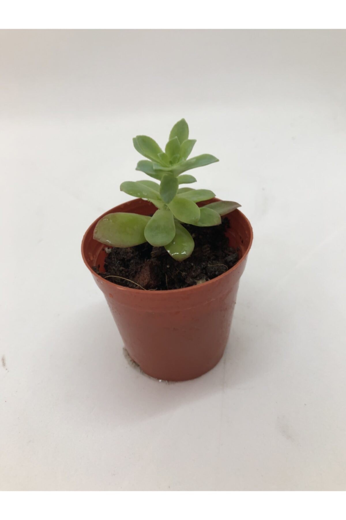 Sedum Palmeri Sukulent Sarı Çiçek Açan