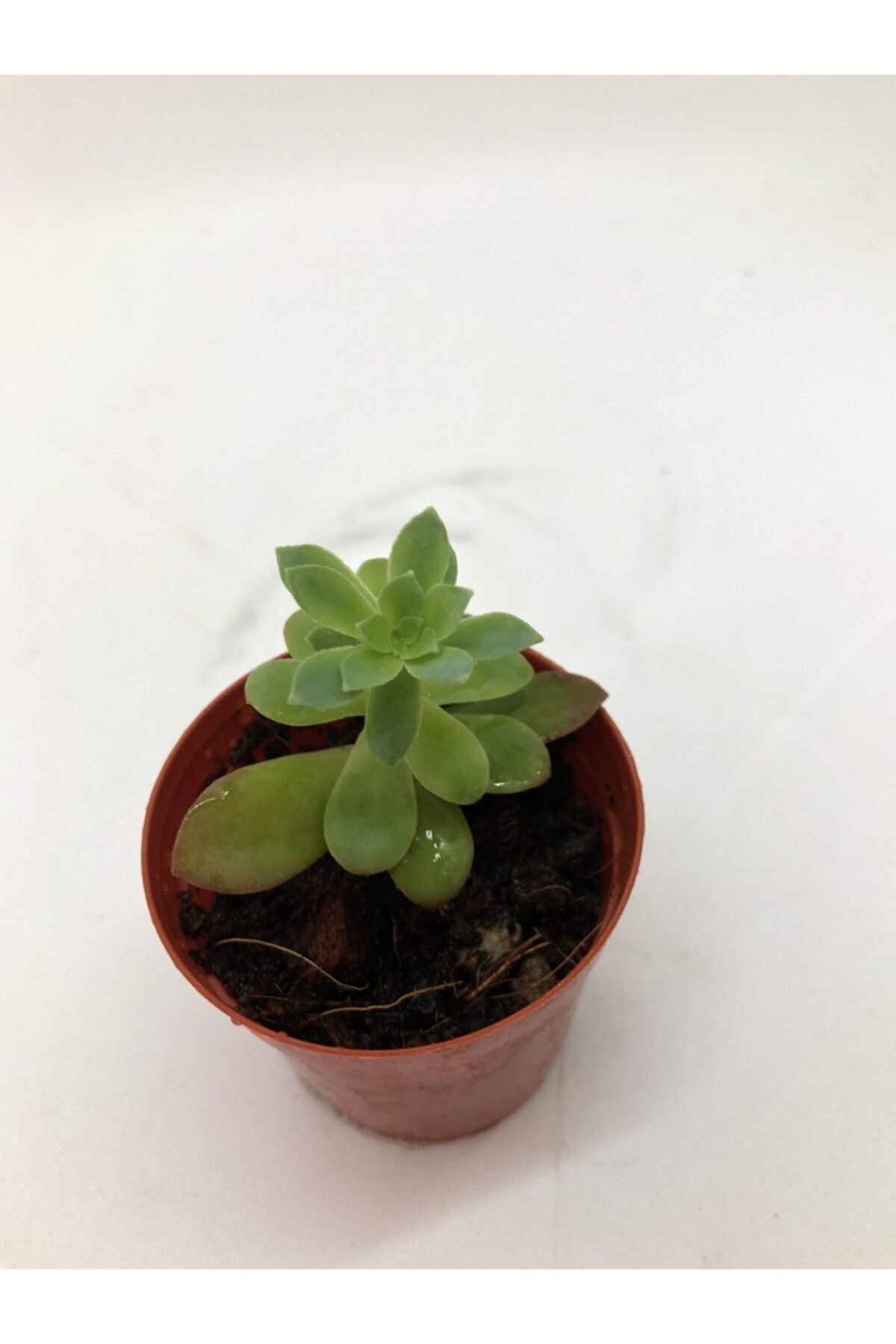 Sedum Palmeri Sukulent Sarı Çiçek Açan