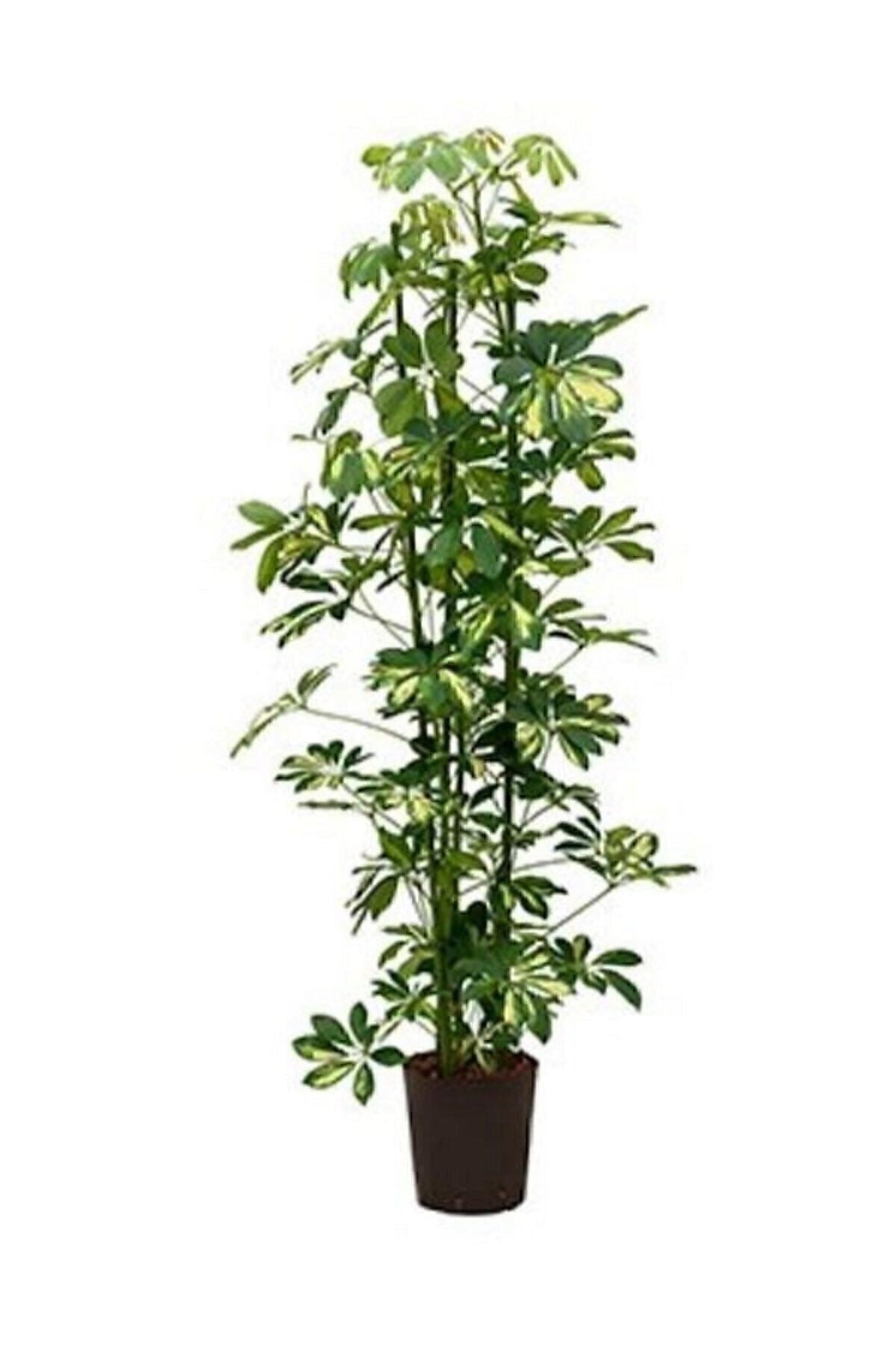 Şeflera Bitkisi 60-70 Cm Özel Kutulu Schefflera Bitkisi 5 Parmak Bitkisi Ev Ofis Salon Bitkisi