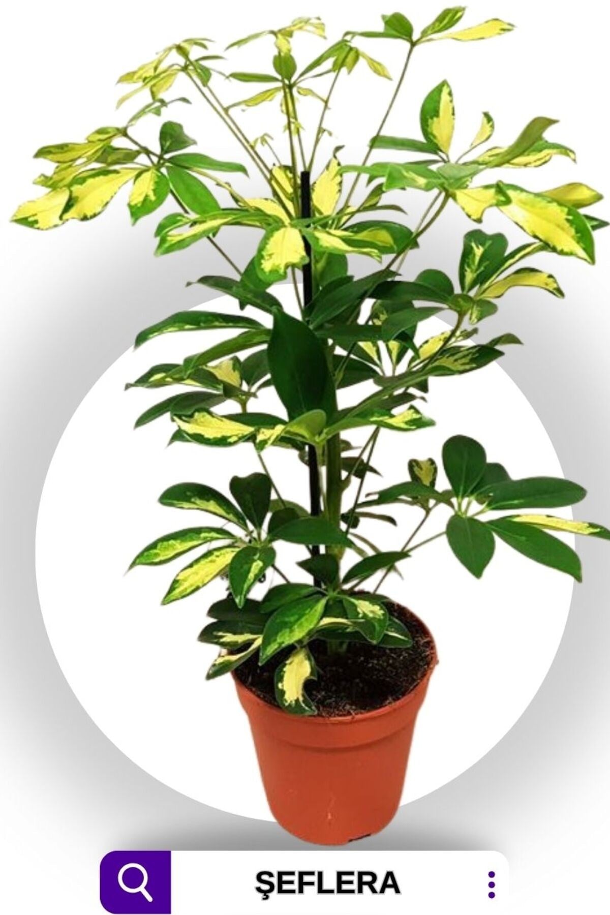 Şeflera Bitkisi 60-70 Cm Özel Kutulu Schefflera Bitkisi 5 Parmak Bitkisi Ev Ofis Salon Bitkisi
