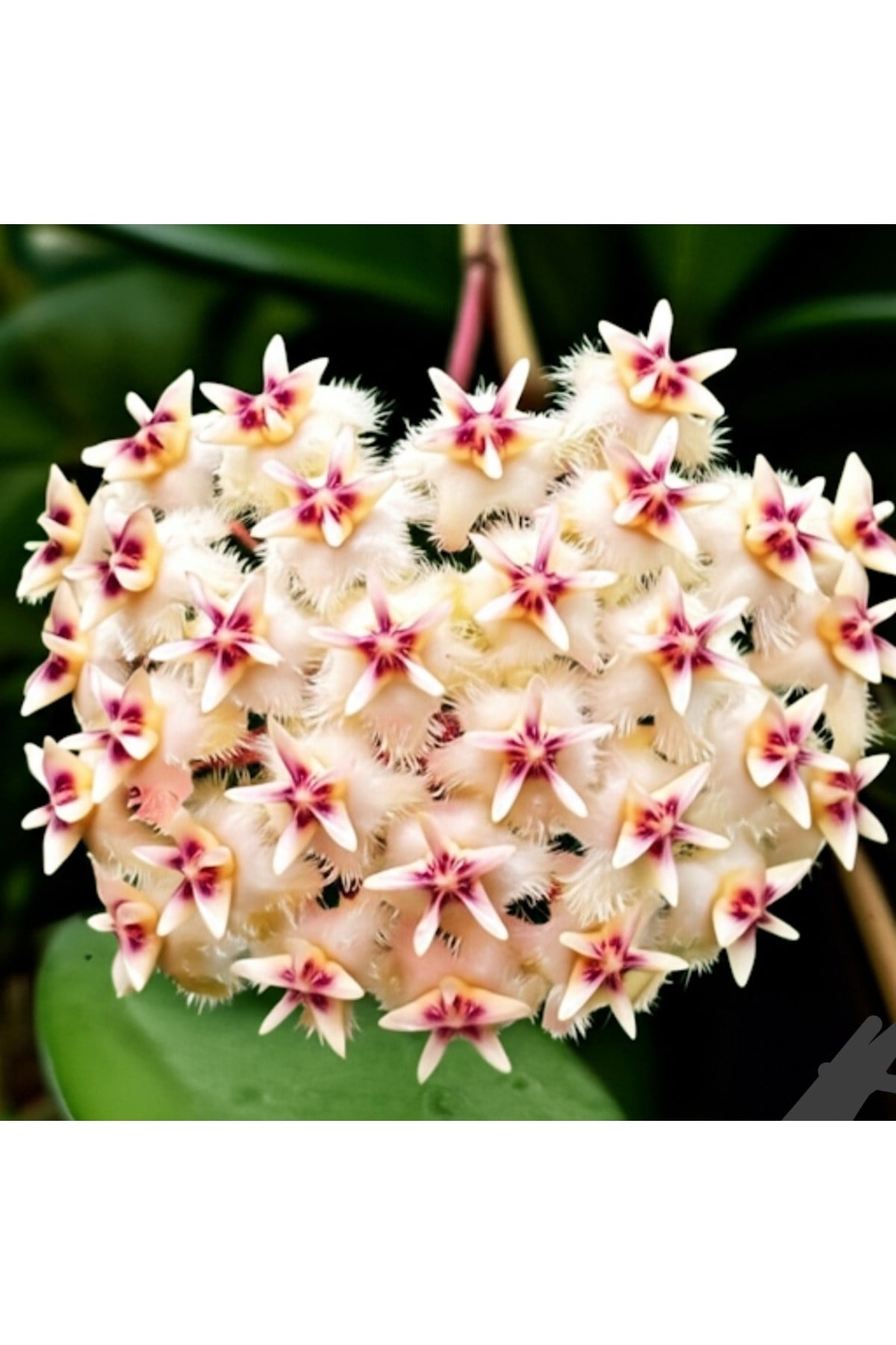 Şeftali Pembesi Yıldız Mum Çiçeği - Hoya Pubicalyx 'Pink Silver'