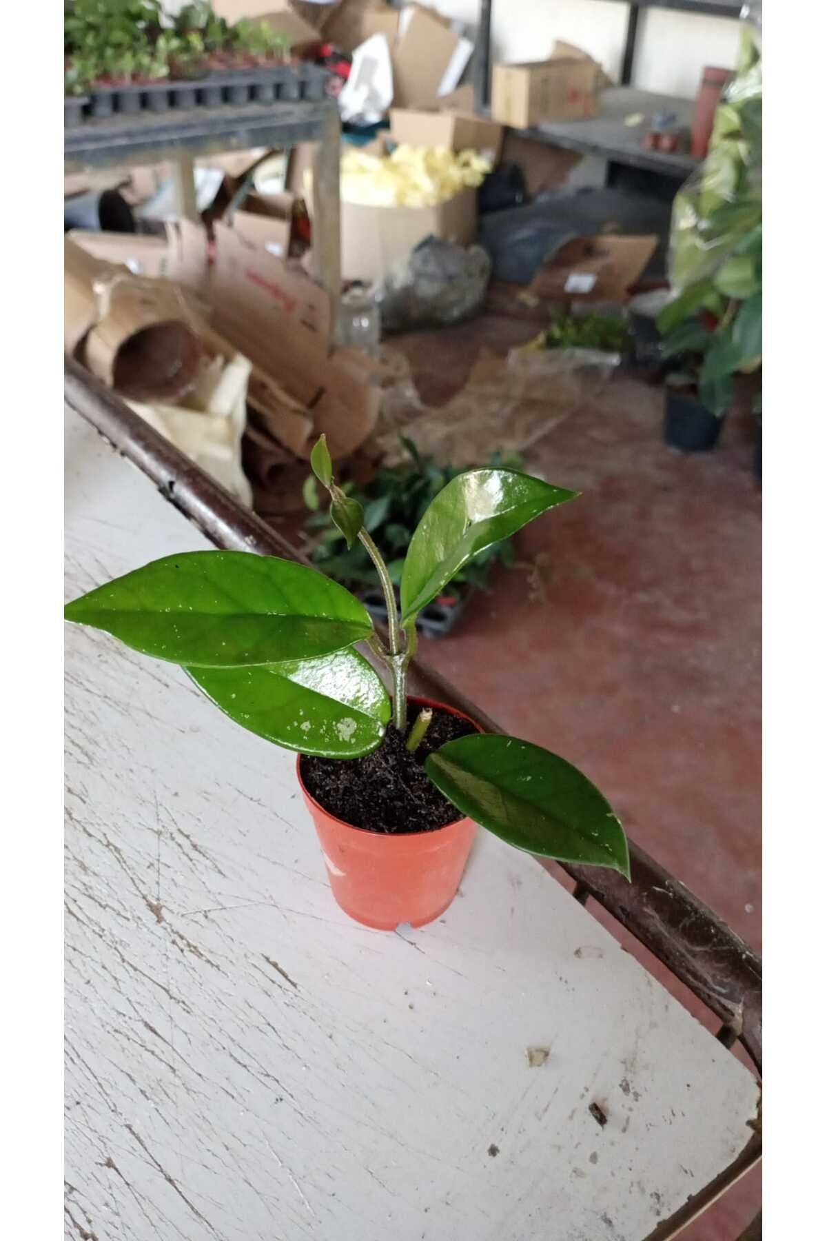 Şeftali Pembesi Yıldız Mum Çiçeği - Hoya Pubicalyx 'Pink Silver'