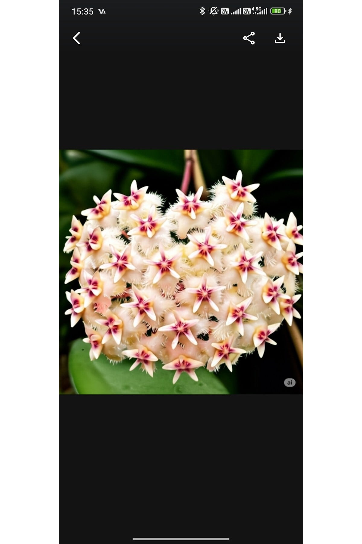 Şeftali Pembesi Yıldız Mum Çiçeği - Hoya Pubicalyx 'Pink Silver'