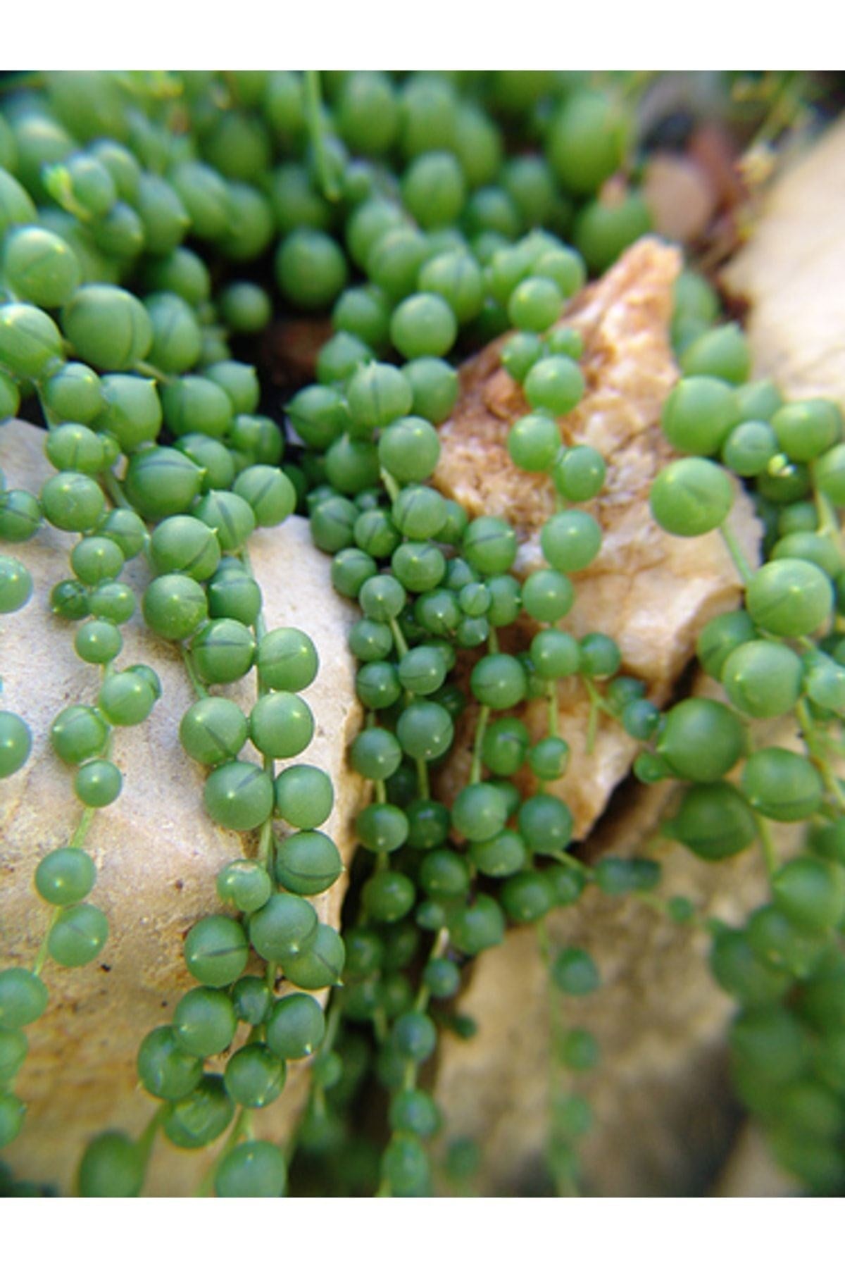 Senecio Rowleyanus Oval Boncuk Çiçeği Tespih Çiçeği Sukulent