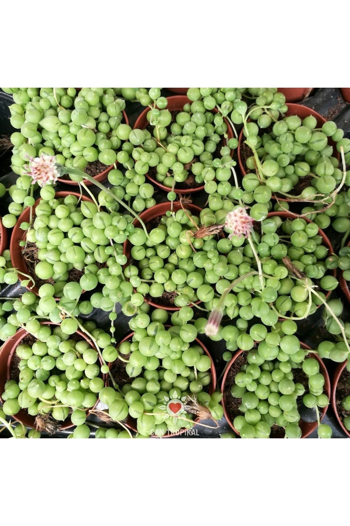 Senecio Rowleyanus Oval Boncuk Çiçeği Tespih Çiçeği Sukulent