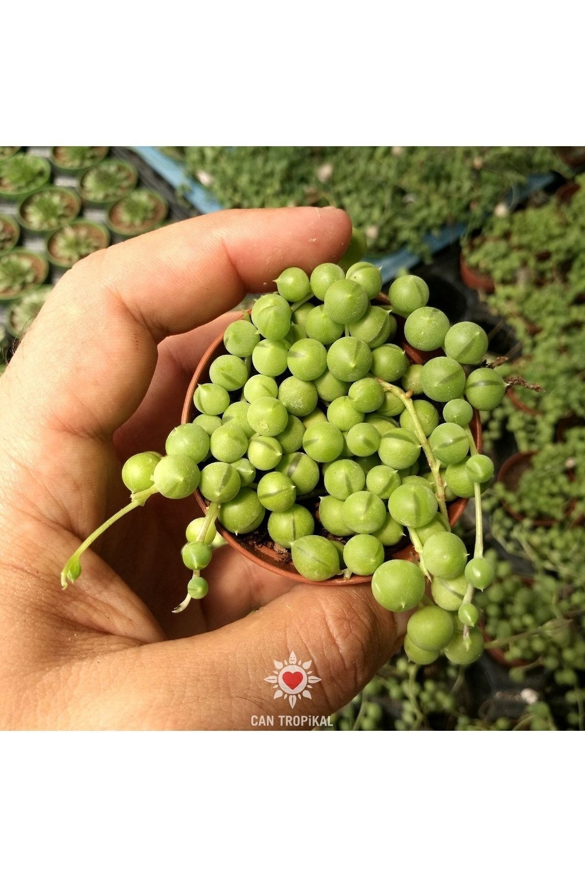 Senecio Rowleyanus Oval Boncuk Çiçeği Tespih Çiçeği Sukulent
