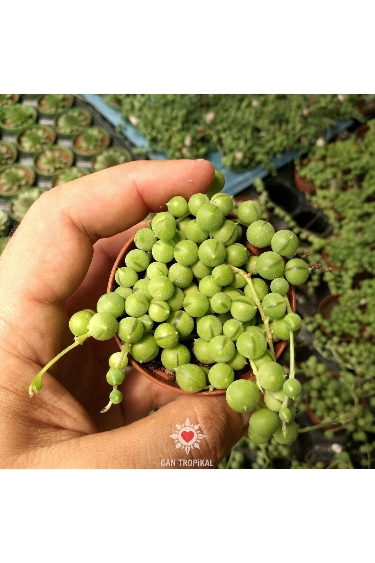 Senecio Rowleyanus Oval Boncuk Çiçeği Tespih Çiçeği Sukulent