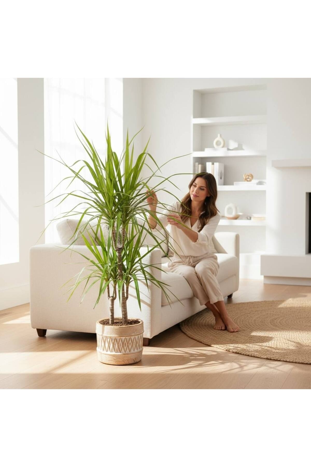 SEPET DİZAYN DEKORATİF TAŞ SAKSI DA EJDERHA AĞACI DRACAENA MARGİNATA 110-120 CM