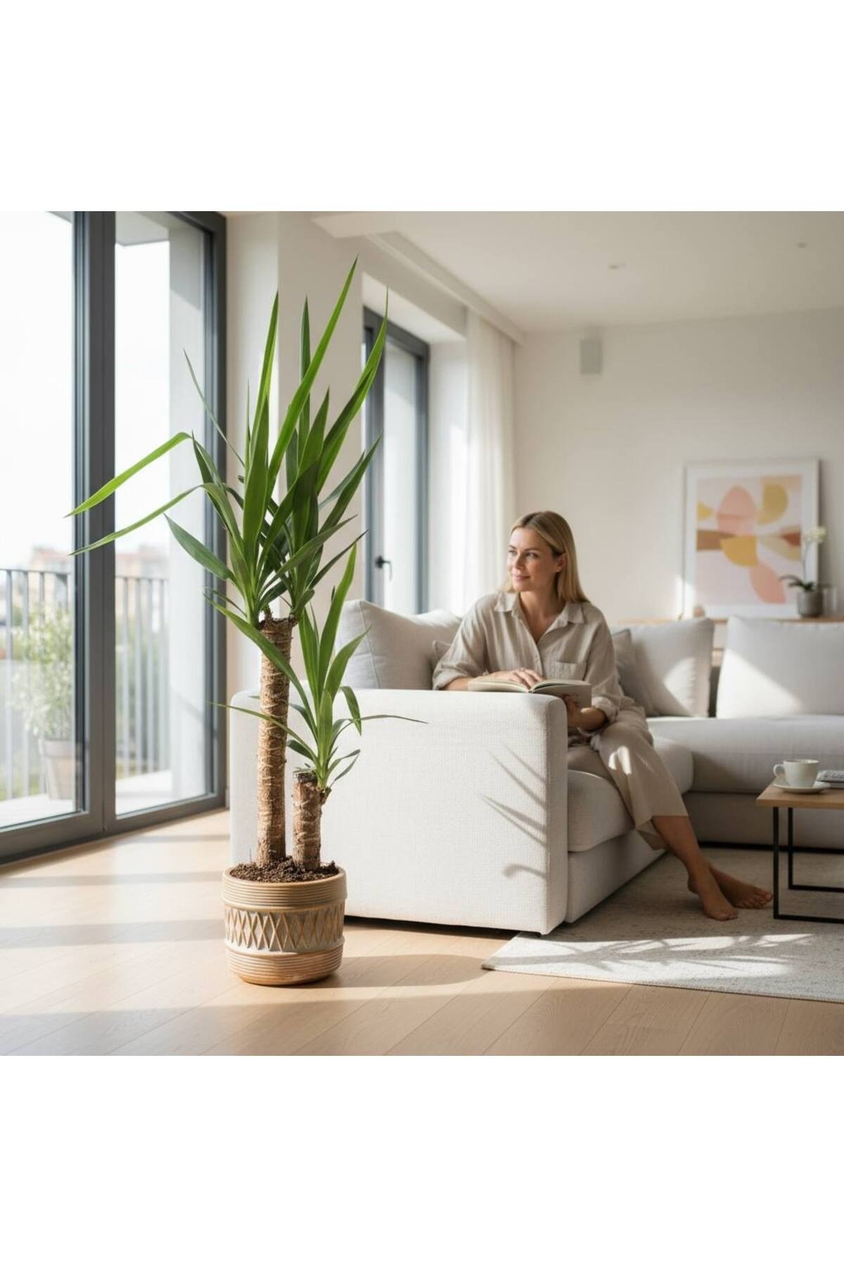 SEPET DİZAYN TAŞ SAKSI DA ÇİFT GÖVDELİ YUCCA - YUKA BİTKİSİ 110-120 CM