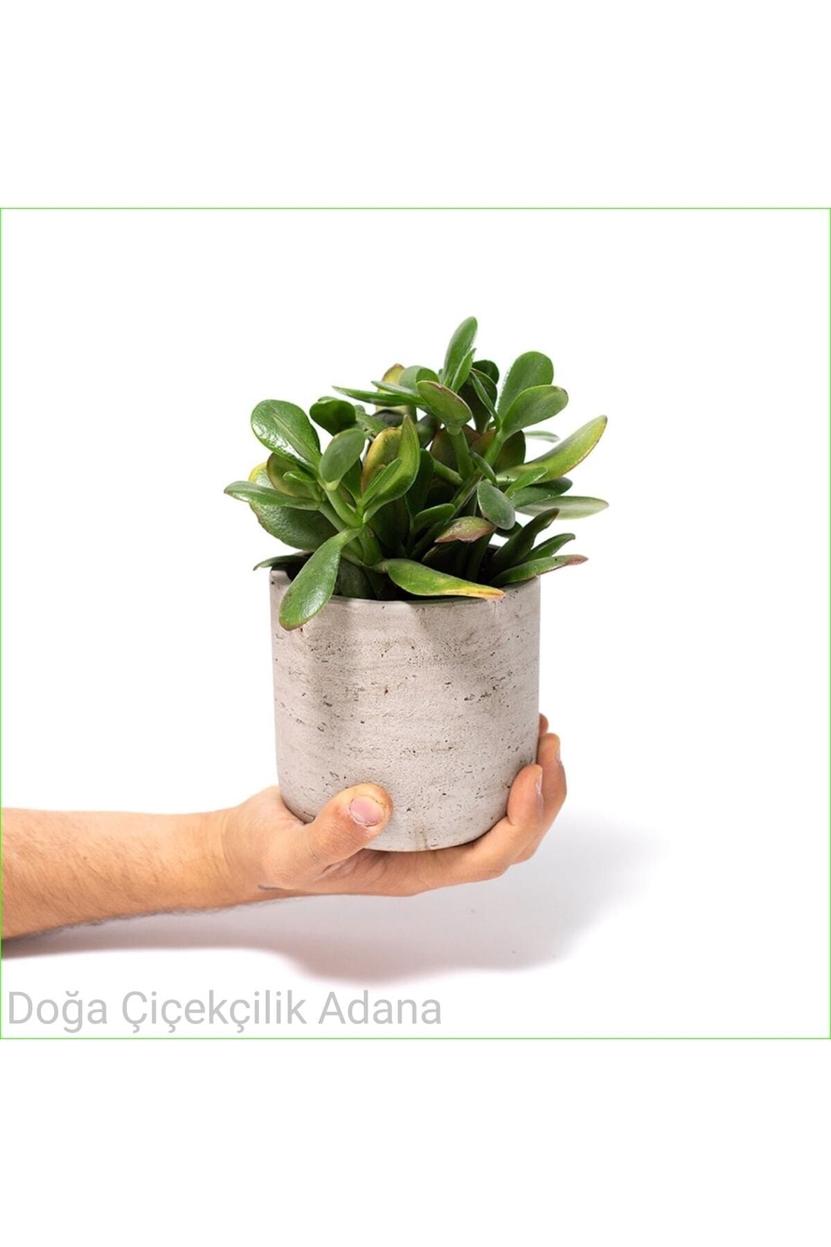 Seramik Saksıda Para Ağacı Bereket Ağacı Crassula Ovata 01
