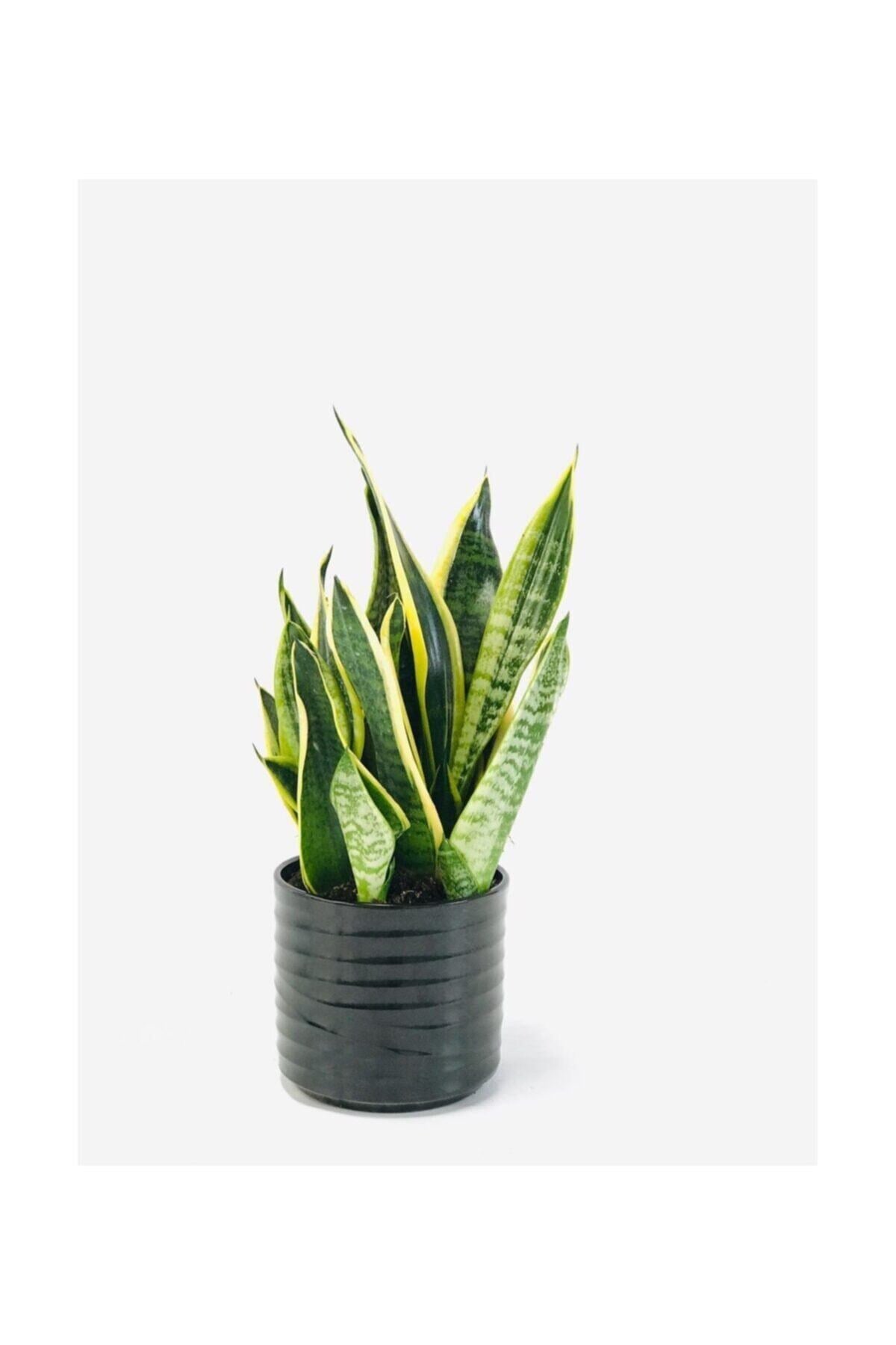 Seramik Saksılı Çok Köklü Paşa Kılıcı Sansevieria