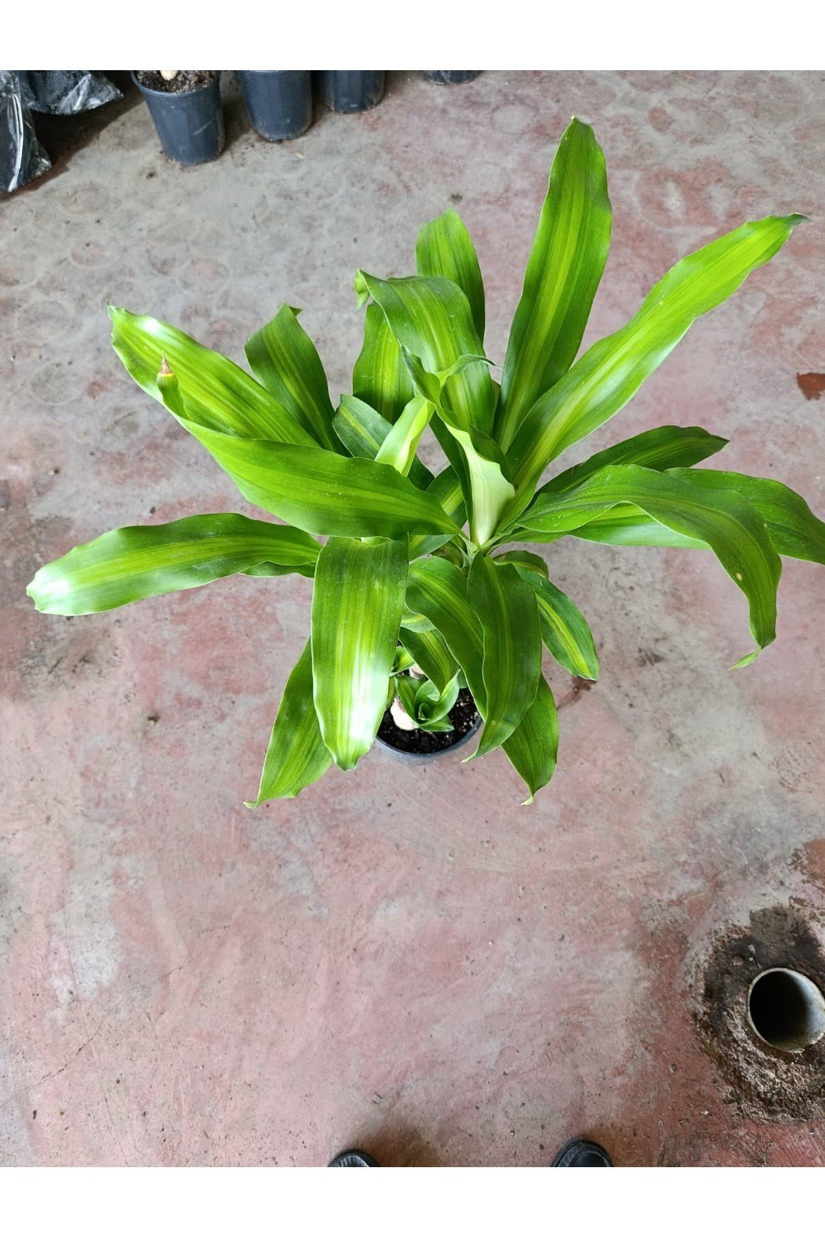 Servet Bitkisi / Dracaena (Draçena) Fragrans Massengana / 80-100 cm / 2 Kollu / Sevilen Bitki