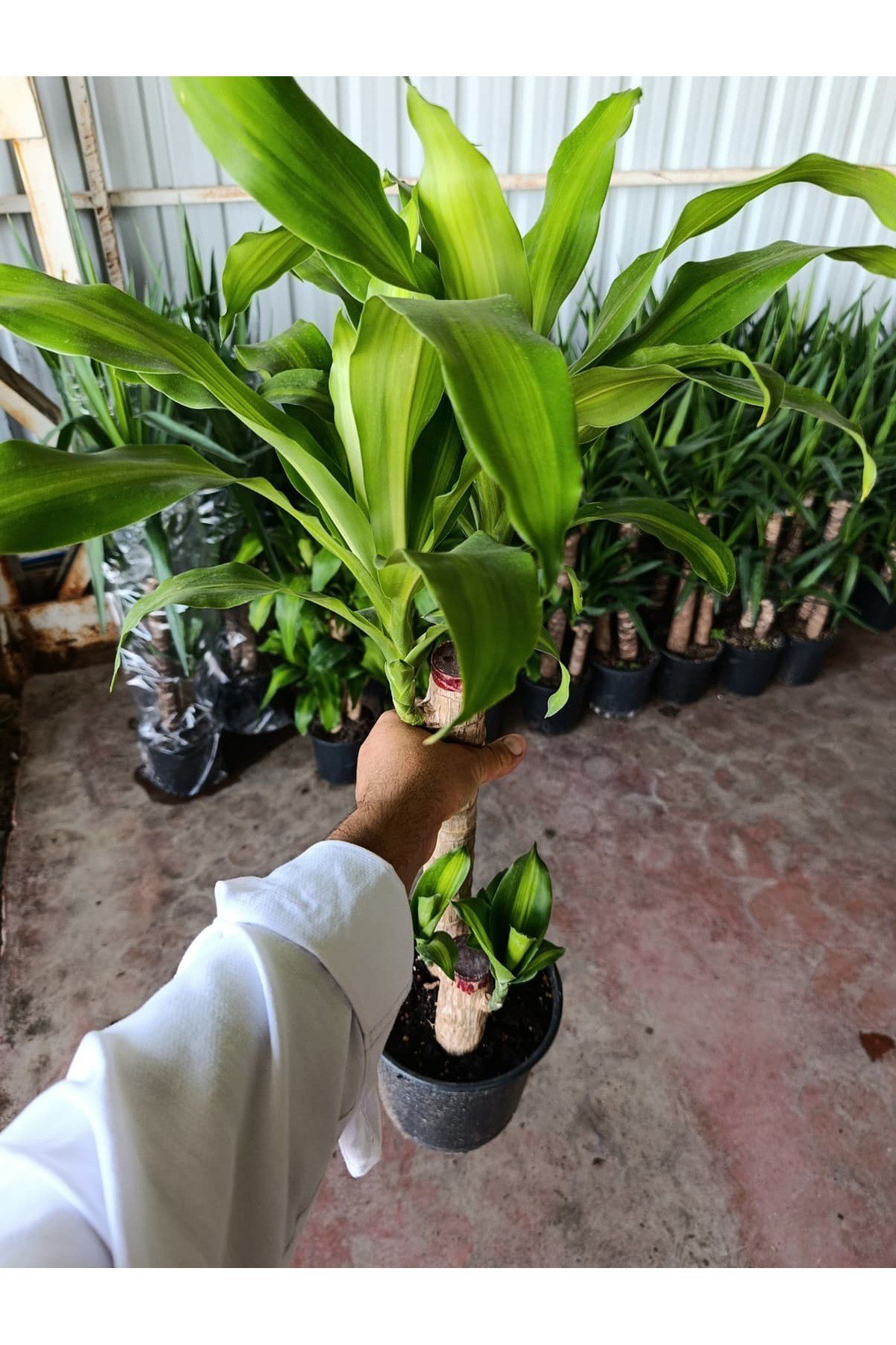 Servet Bitkisi / Dracaena (Draçena) Fragrans Massengana / 80-100 cm / 2 Kollu / Sevilen Bitki
