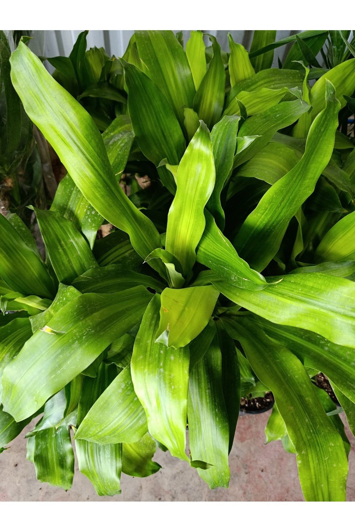 Servet Bitkisi / Dracaena (Draçena) Fragrans Massengana / 80-100 cm / 2 Kollu / Sevilen Bitki