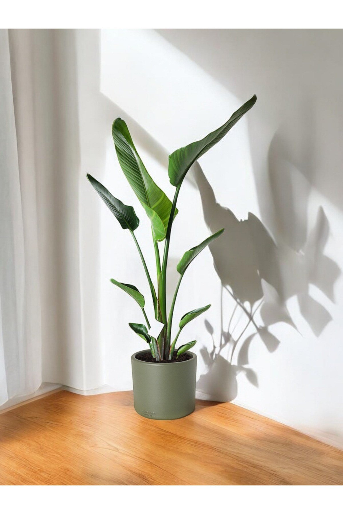 Şık Saksıda Strelitzia (Starliçe Cennet Kuşu Çiçeği) 130-150cm
