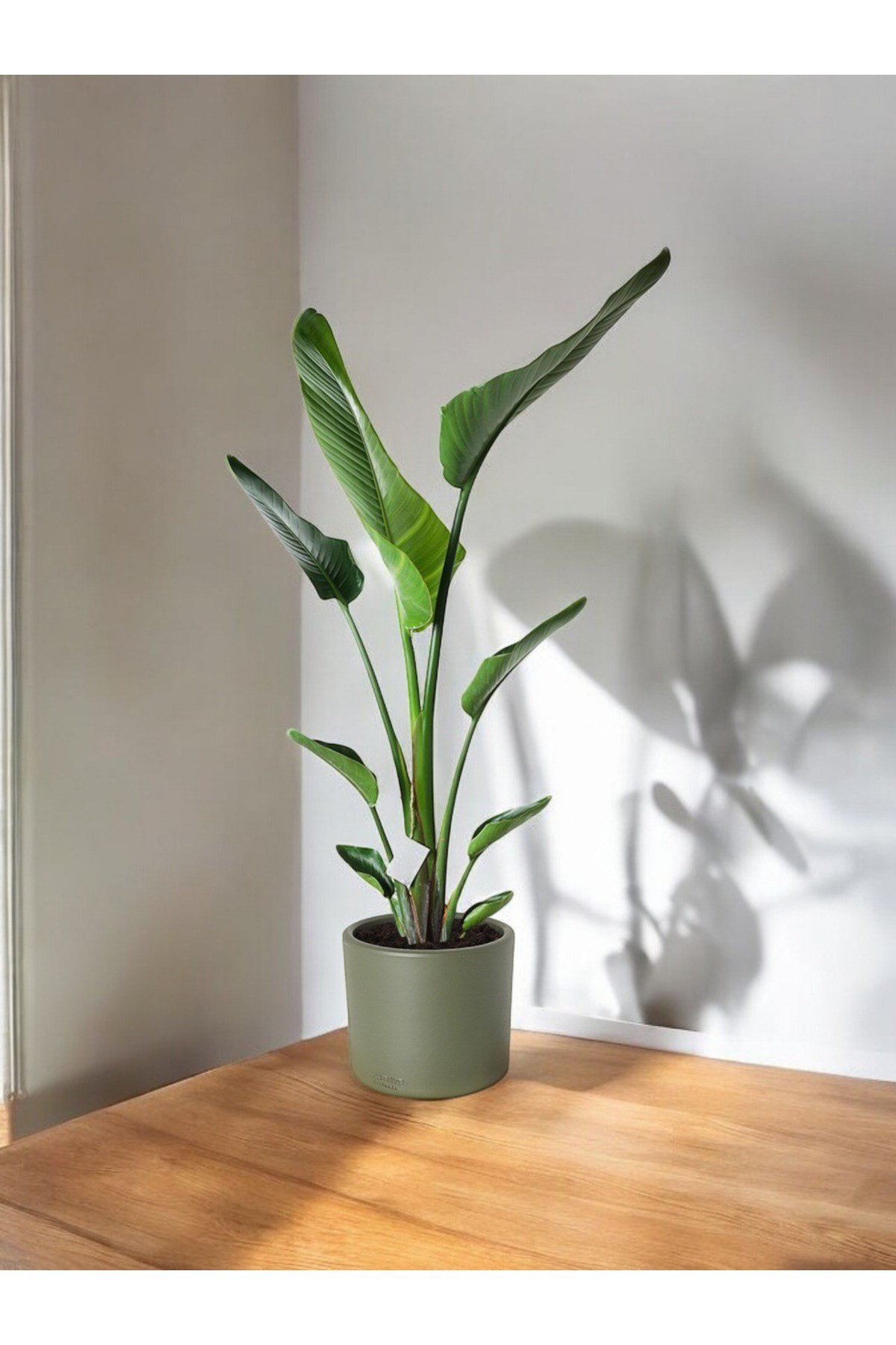 Şık Saksıda Strelitzia (Starliçe Cennet Kuşu Çiçeği) 130-150cm