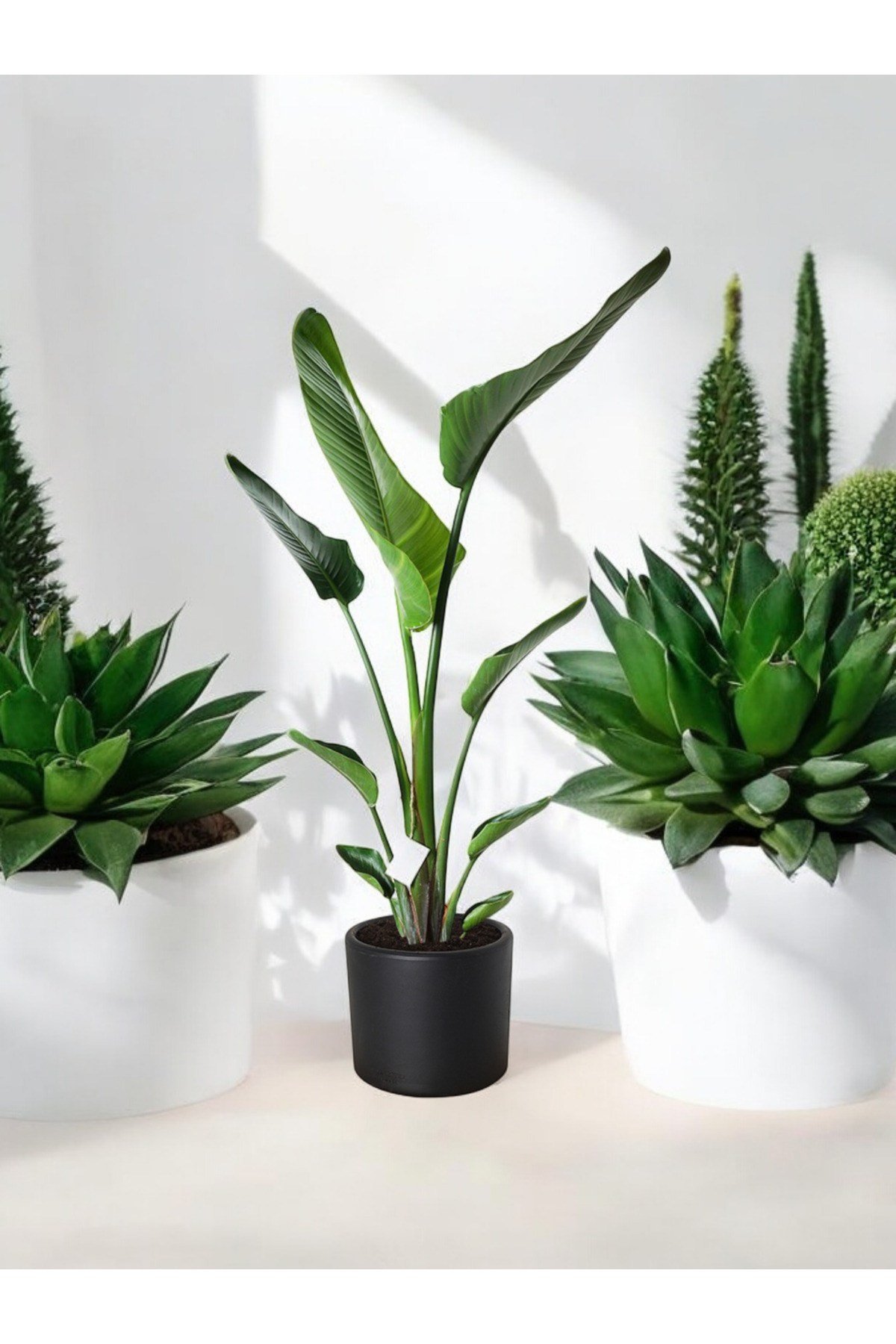 Şık Saksıda Strelitzia (Starliçe Cennet Kuşu Çiçeği) 130-150cm no3