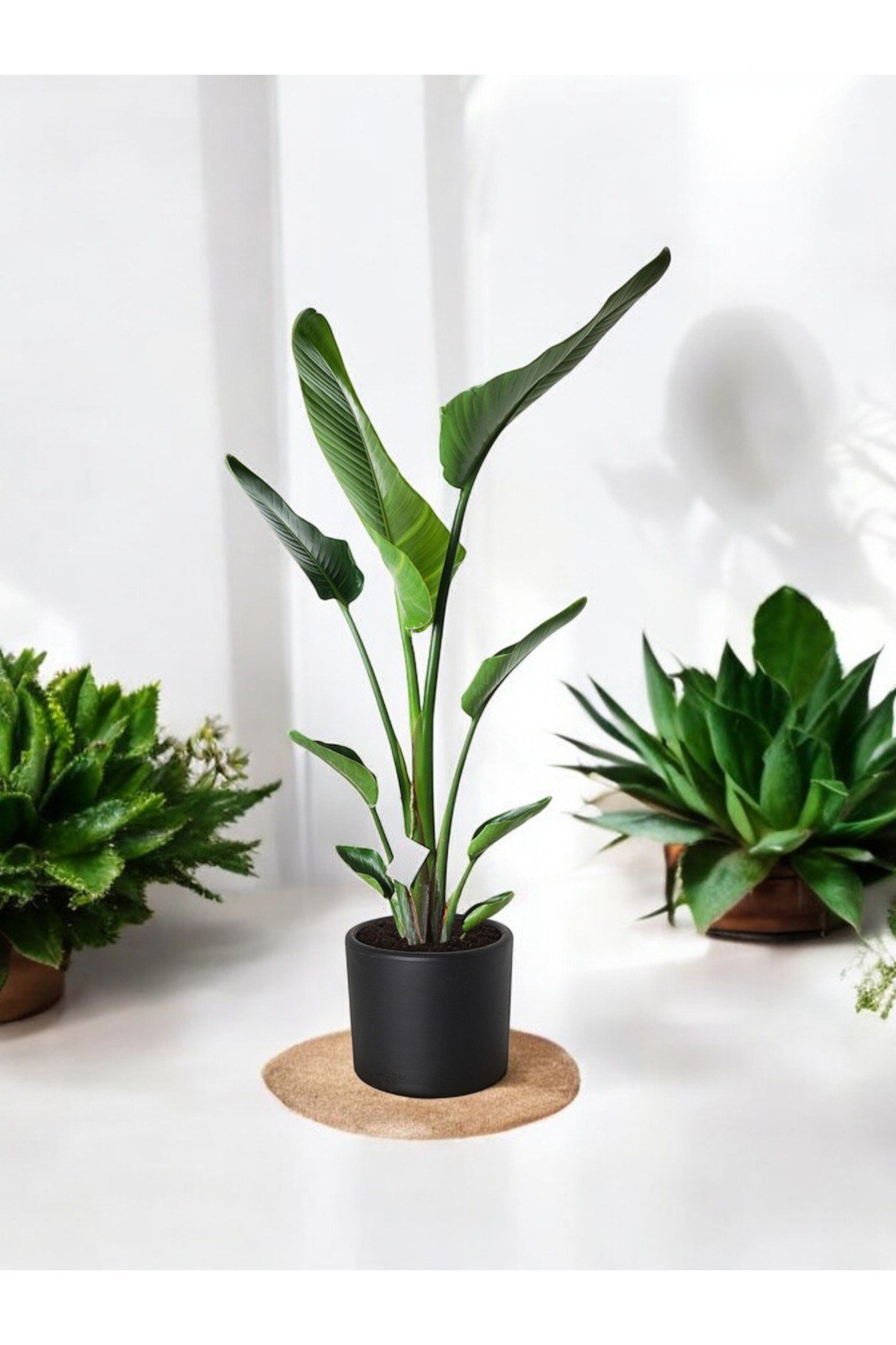 Şık Saksıda Strelitzia (Starliçe Cennet Kuşu Çiçeği) 130-150cm no3