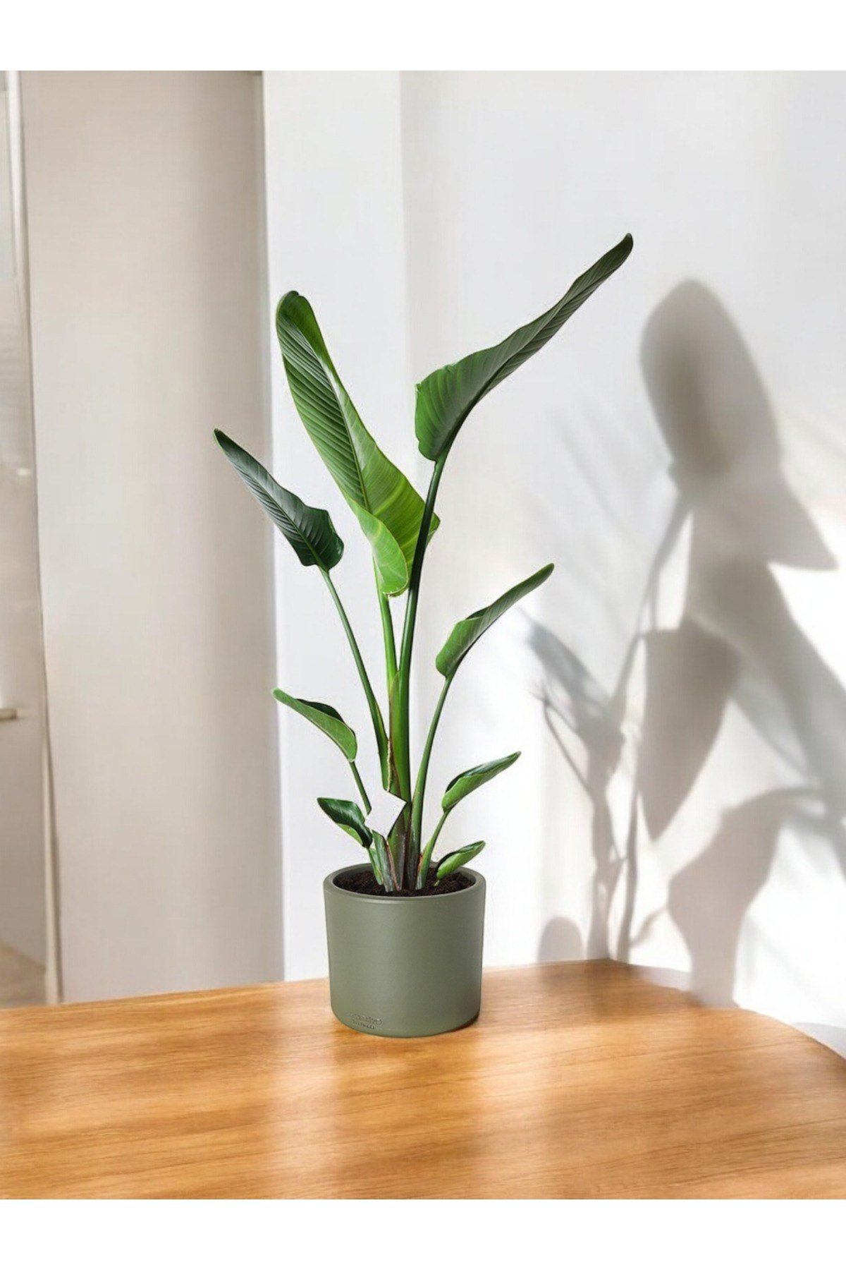 Şık Saksıda Strelitzia (Starliçe Cennet Kuşu Çiçeği) 130-150cm