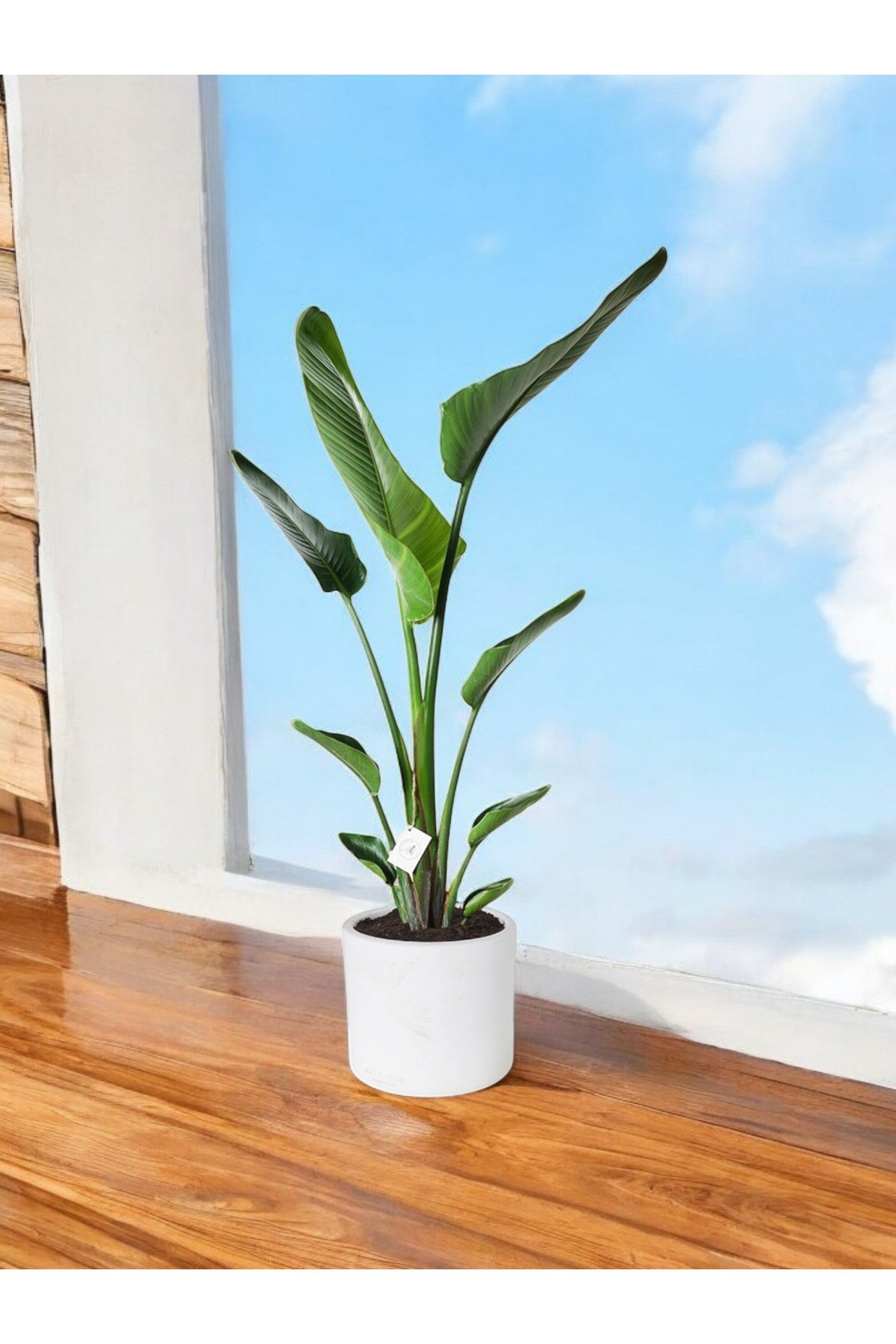 Şık Saksıda Strelitzia (Starliçe Cennet Kuşu Çiçeği) 130-150cm no2
