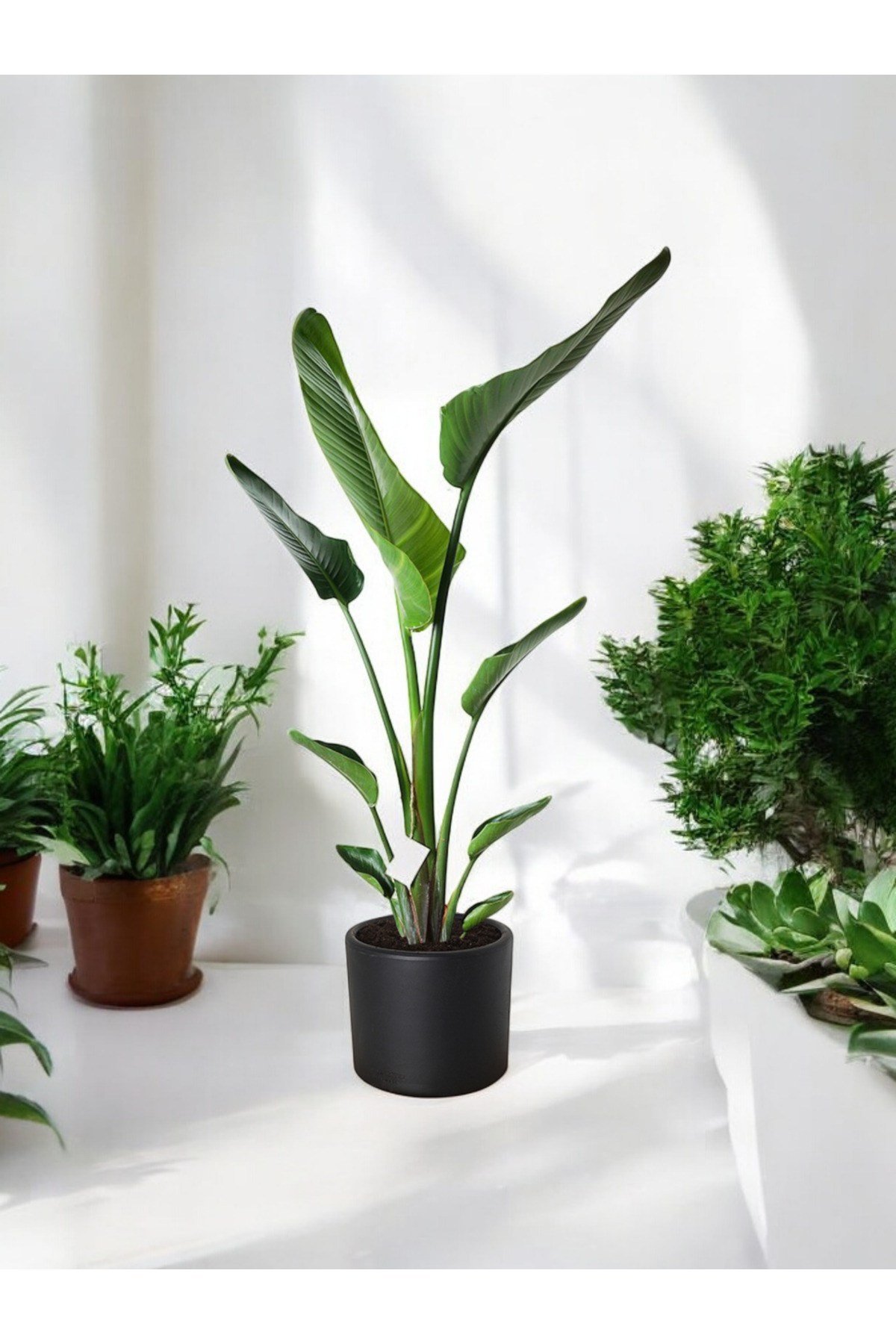 Şık Saksıda Strelitzia (Starliçe Cennet Kuşu Çiçeği) 130-150cm no3