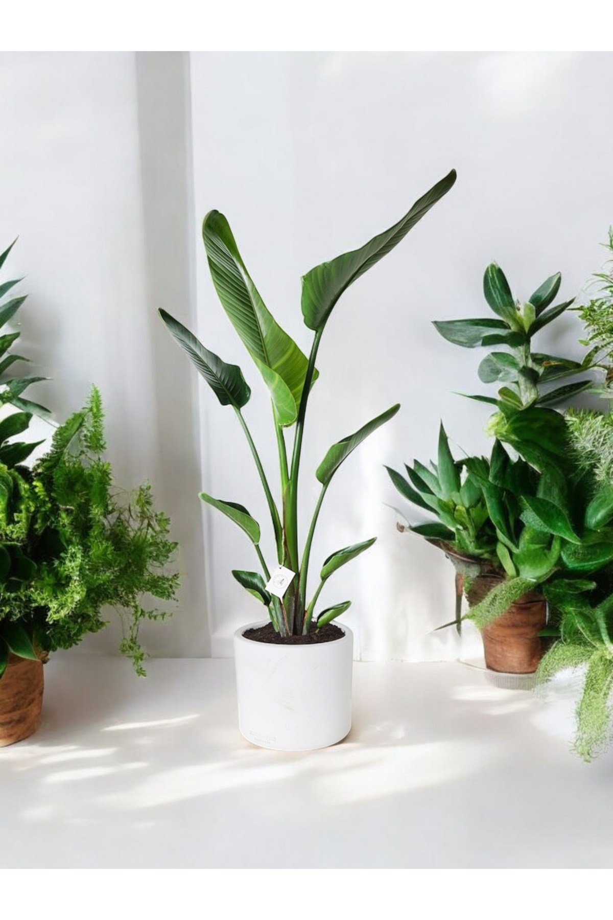 Şık Saksıda Strelitzia (Starliçe Cennet Kuşu Çiçeği) 130-150cm no2