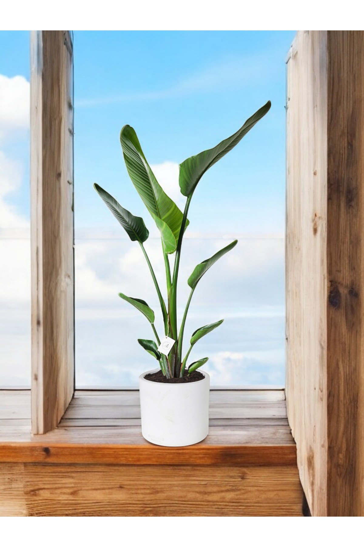 Şık Saksıda Strelitzia (Starliçe Cennet Kuşu Çiçeği) 130-150cm no2