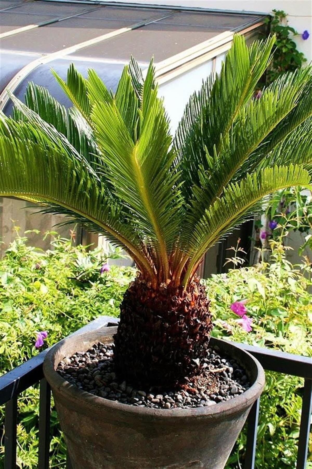 Sikas-japon Sago Palmiyesi 40 Cm