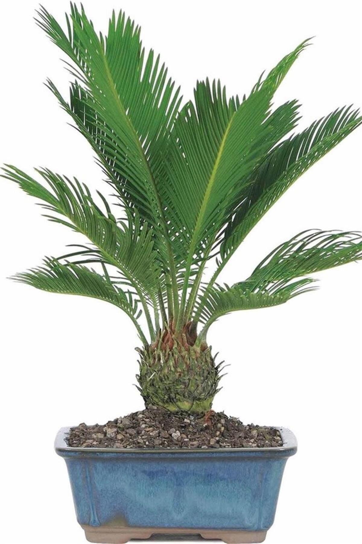 Sikas-japon Sago Palmiyesi 40 Cm