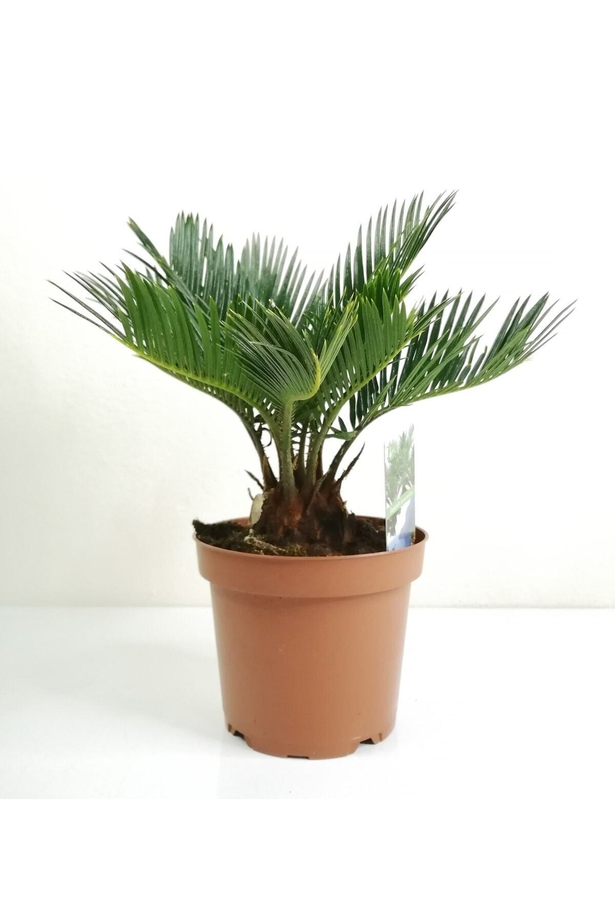 Sikas Palmiyesi Mini Cycas Revoluta Japon Sago Palm
