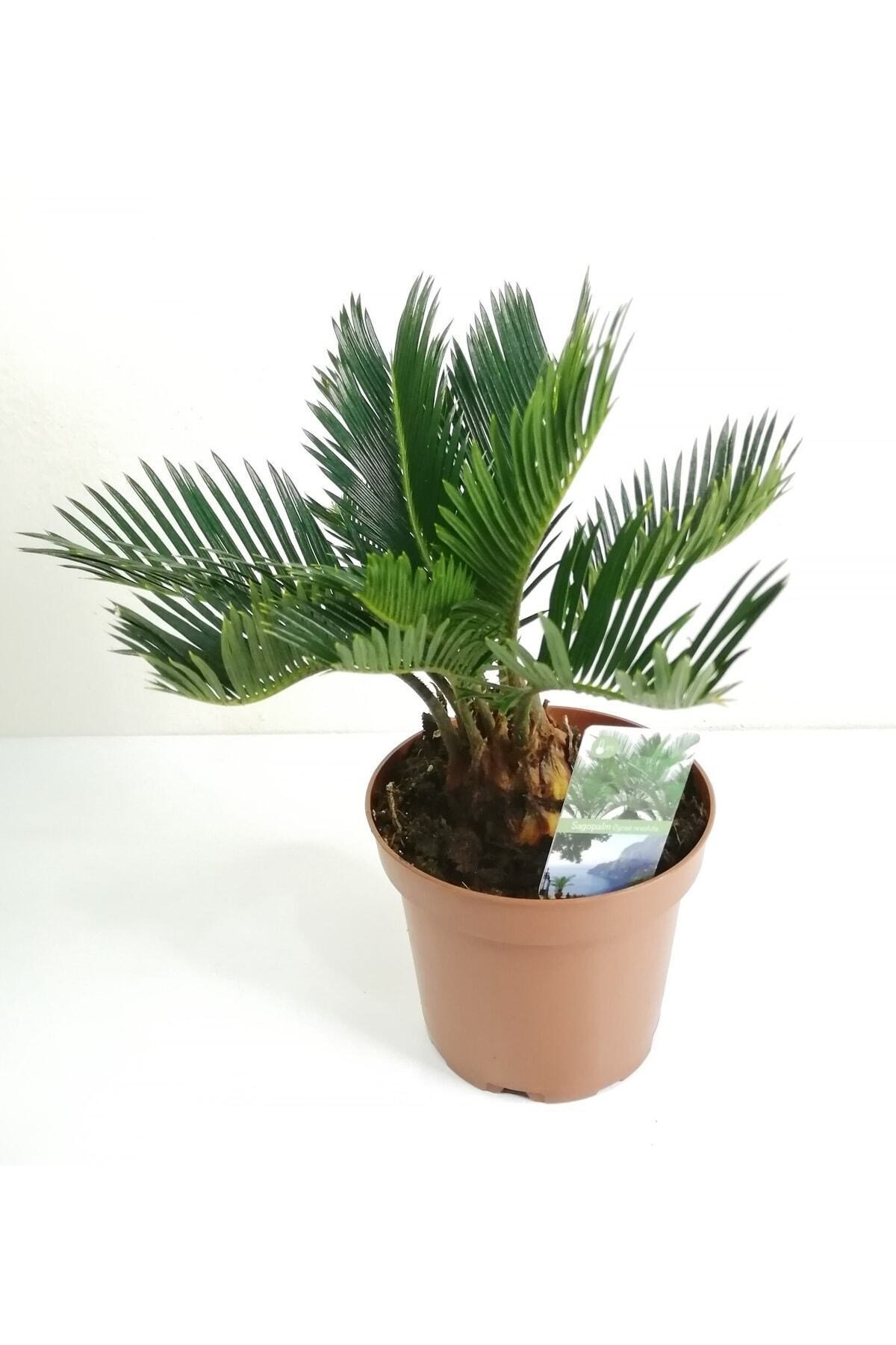 Sikas Palmiyesi Mini Cycas Revoluta Japon Sago Palm