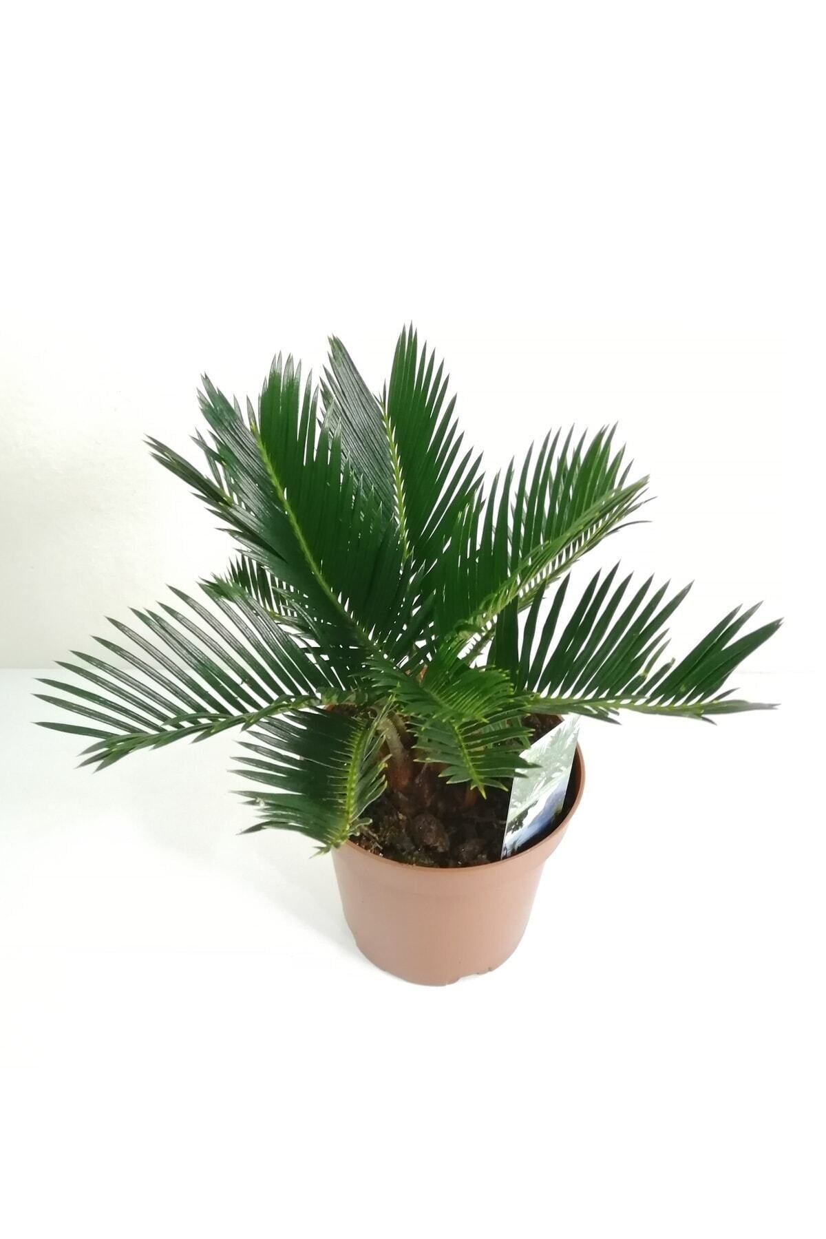 Sikas Palmiyesi Mini Cycas Revoluta Japon Sago Palm