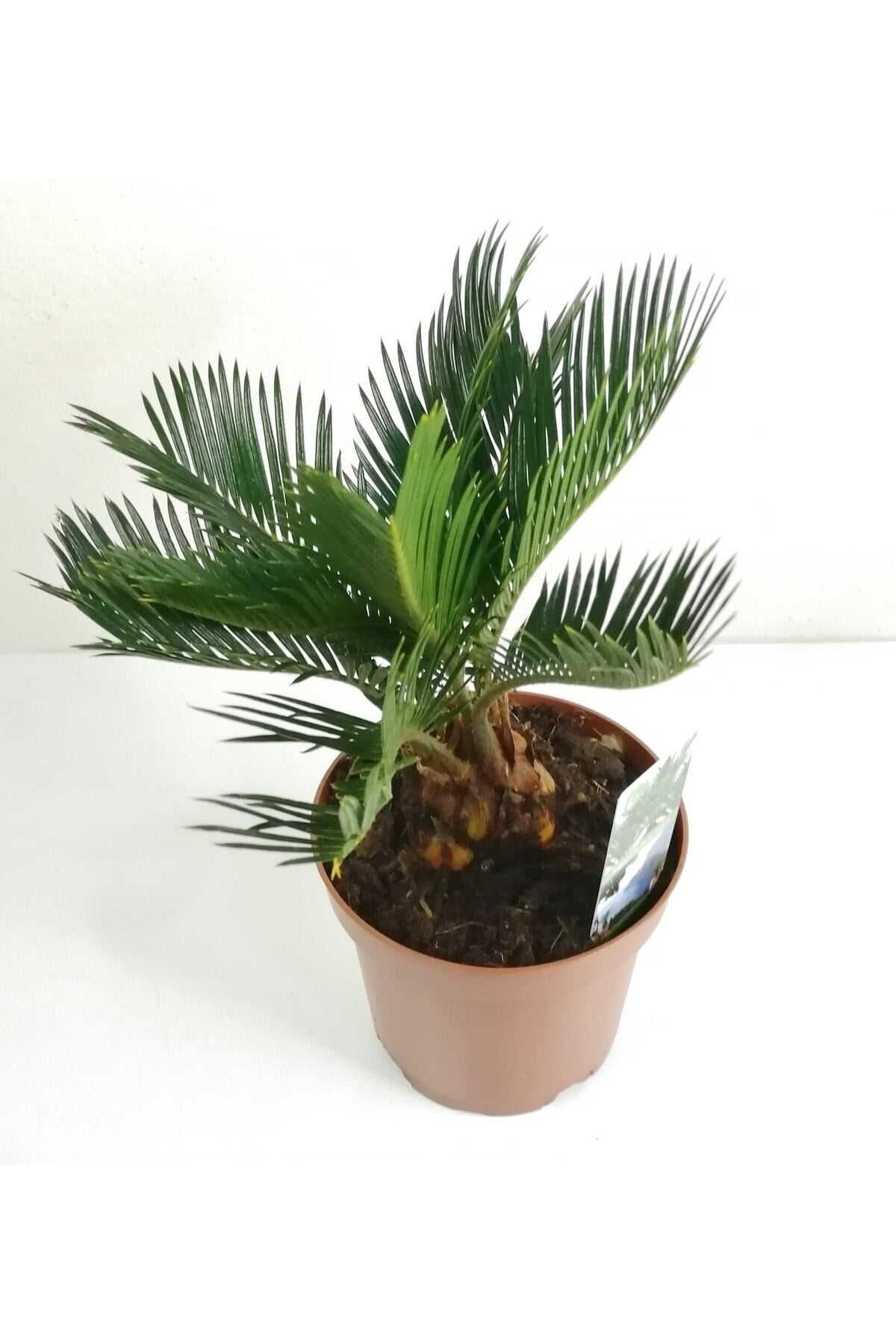 Sikas Palmiyesi Mini Cycas Revoluta Japon Sago Palm