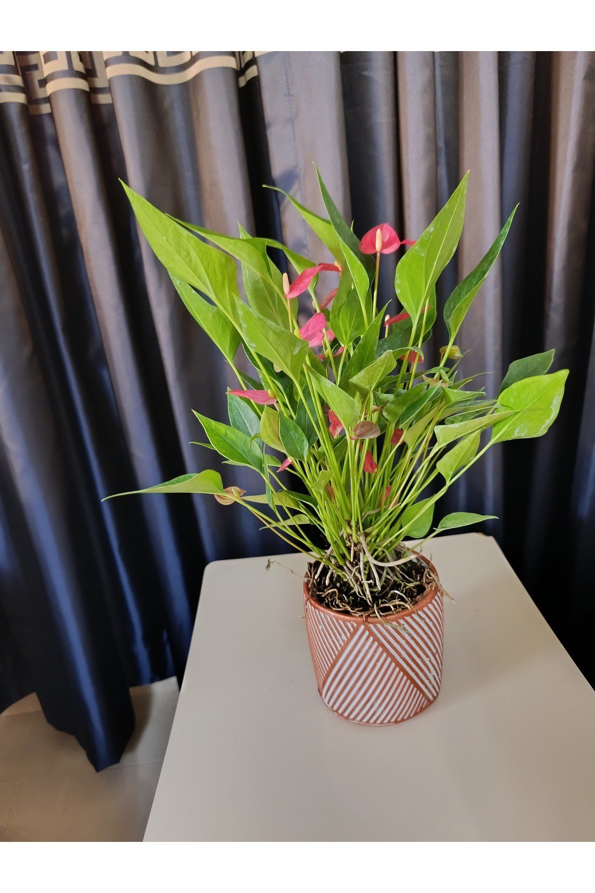 Simetrik Çizgili Dekoratif Taş Saksıda Flamingo Çiçeği